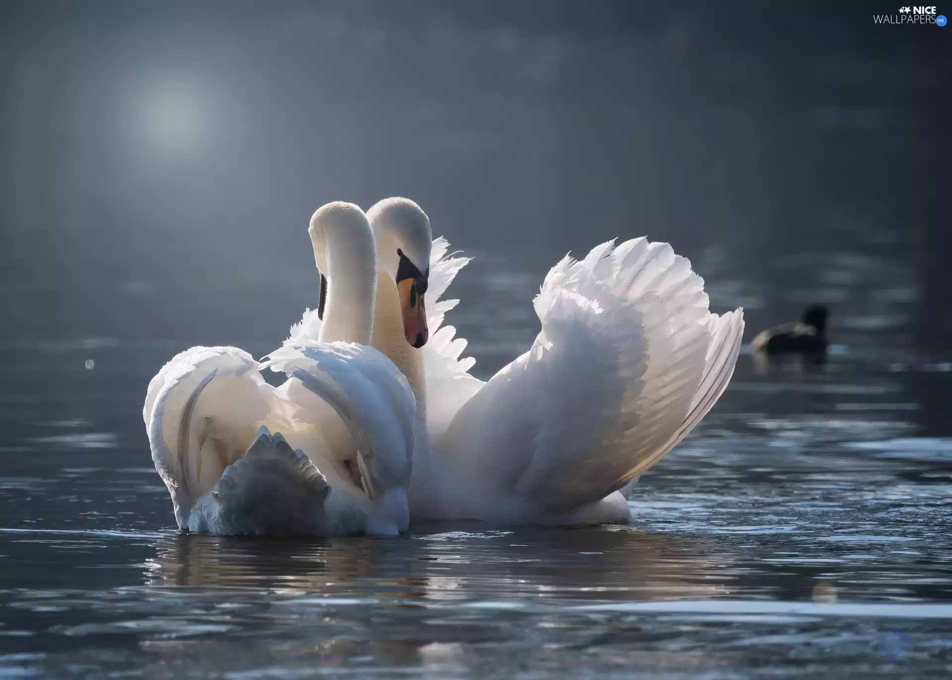 Two cars, White, Swan, birds