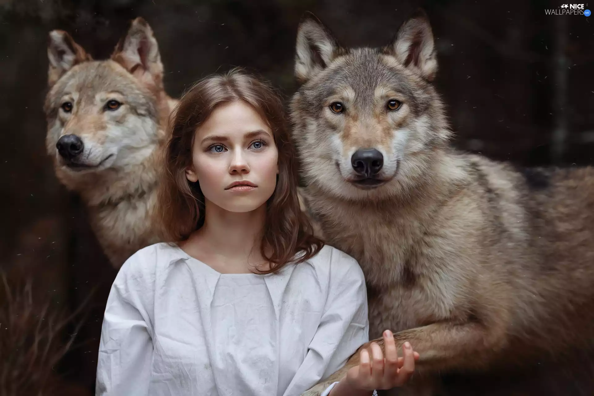 wolves, girl, Two cars