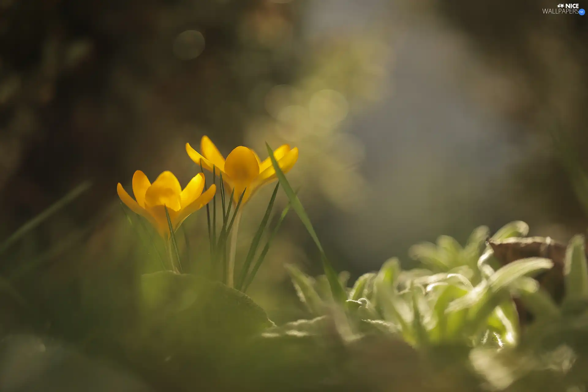 Two cars, Yellow, Flowers, crocuses