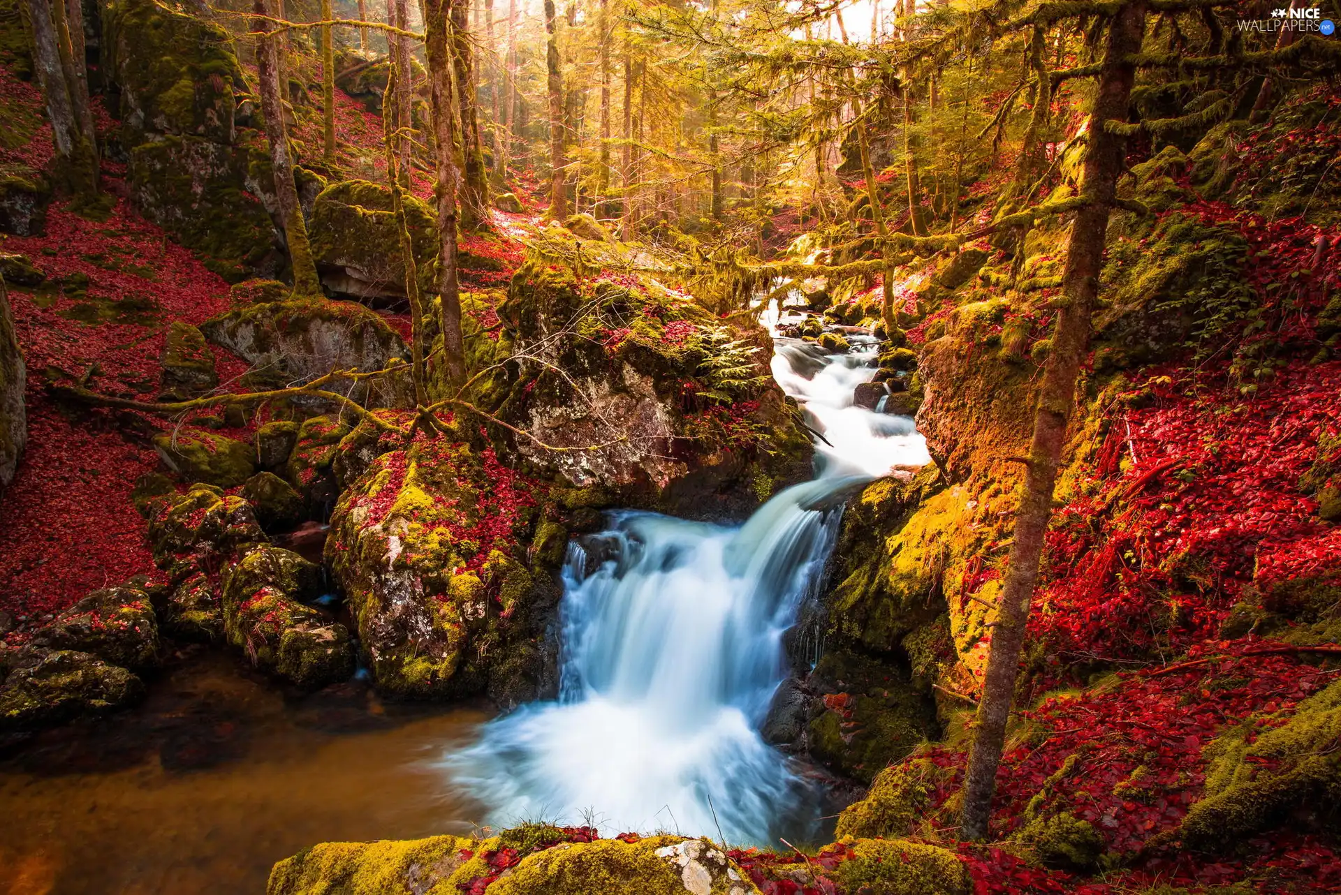 trees, autumn, River, cascade, viewes, forest