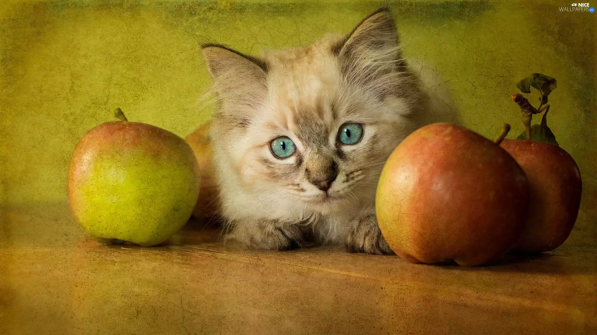cat, apples
