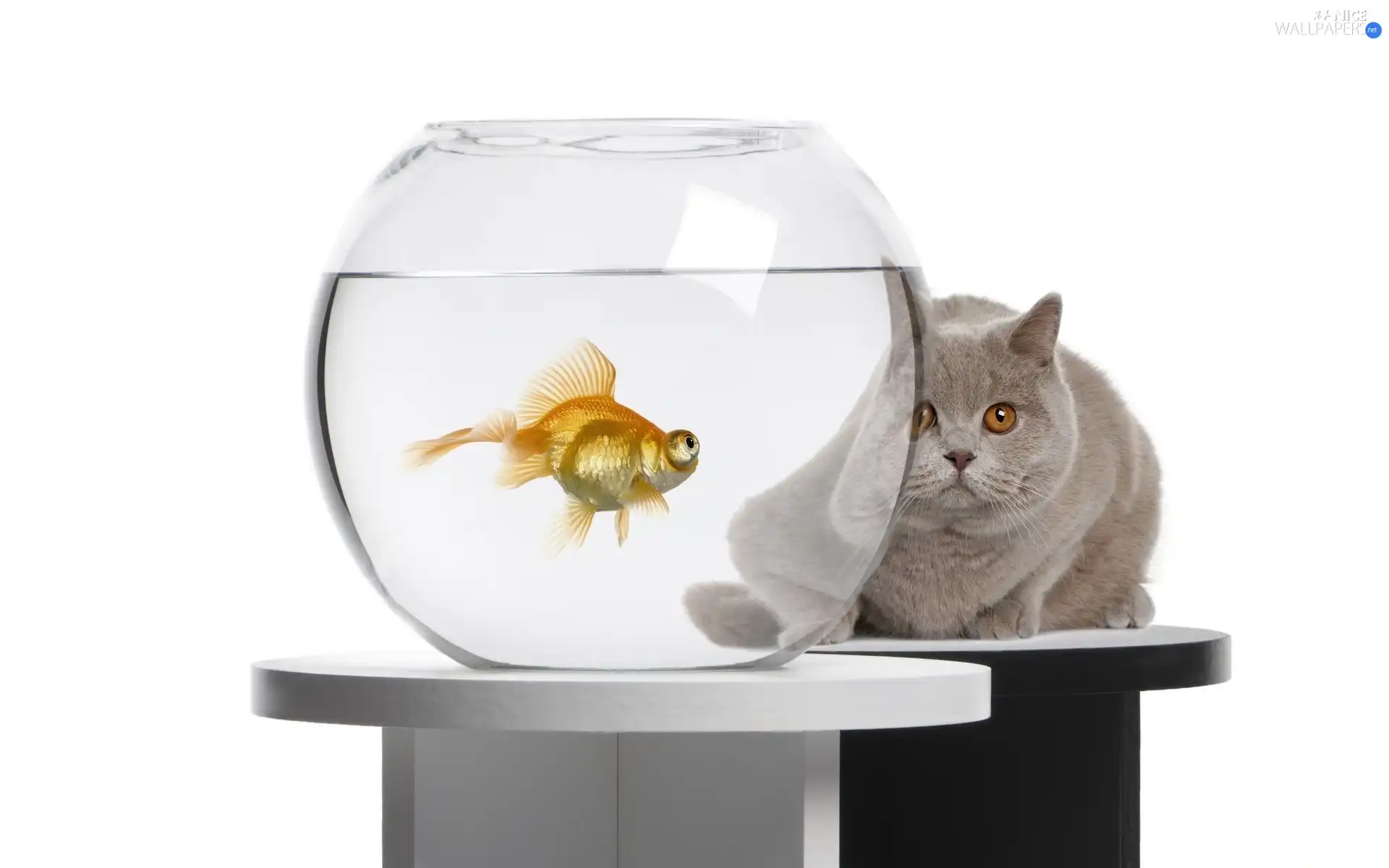 aquarium, Fish, cat, Orb