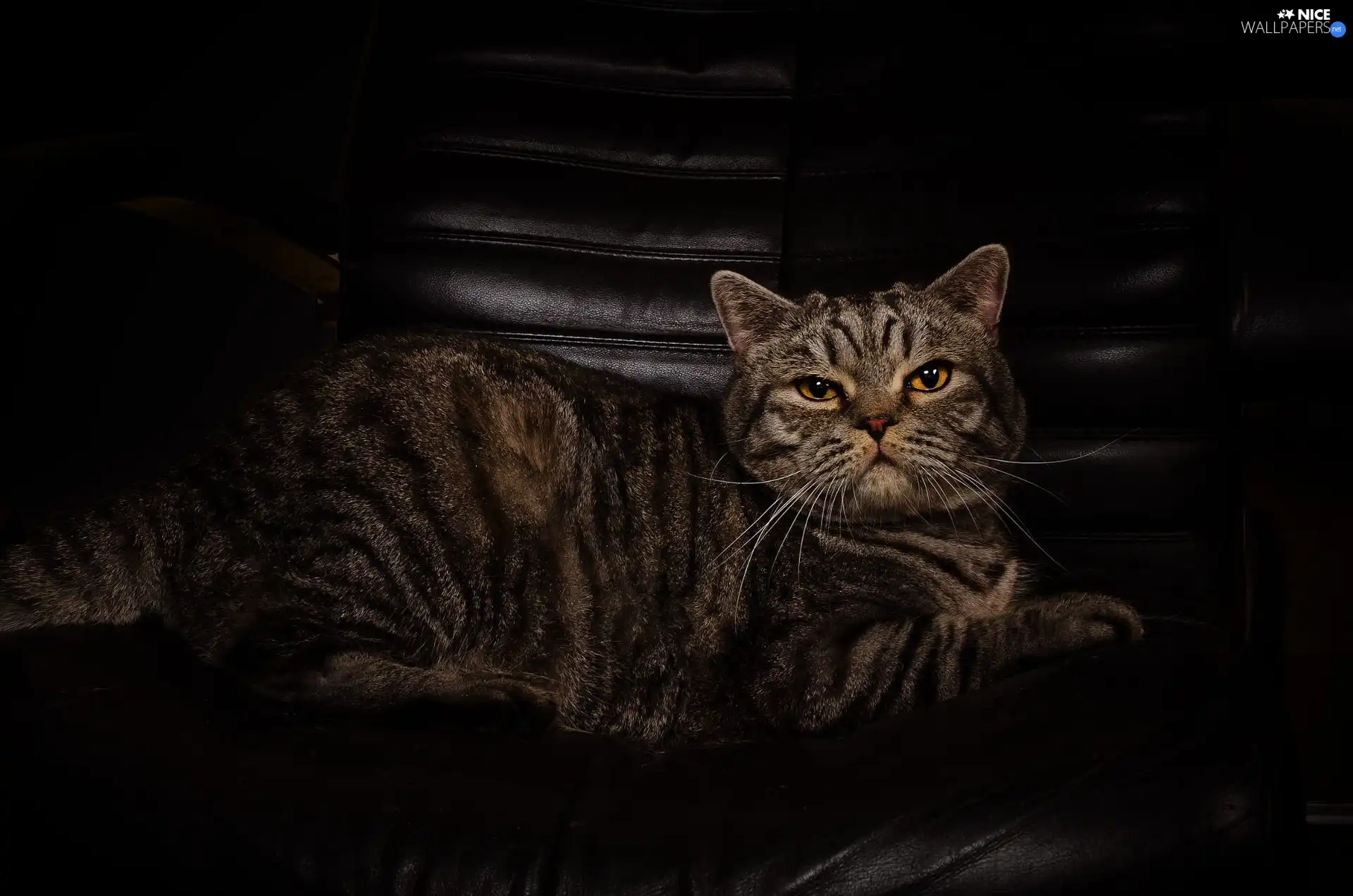 lying, cat, black background, dun