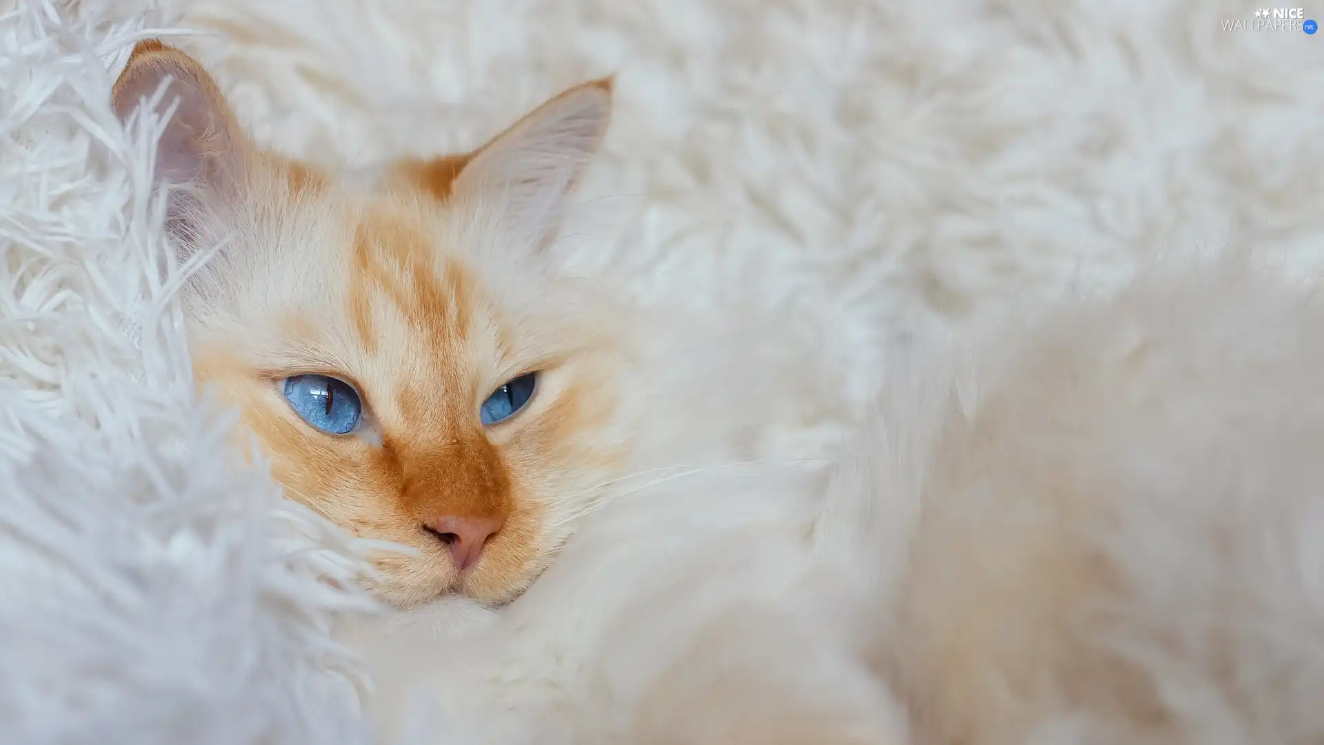 Blanket, Blue Eyed, cat
