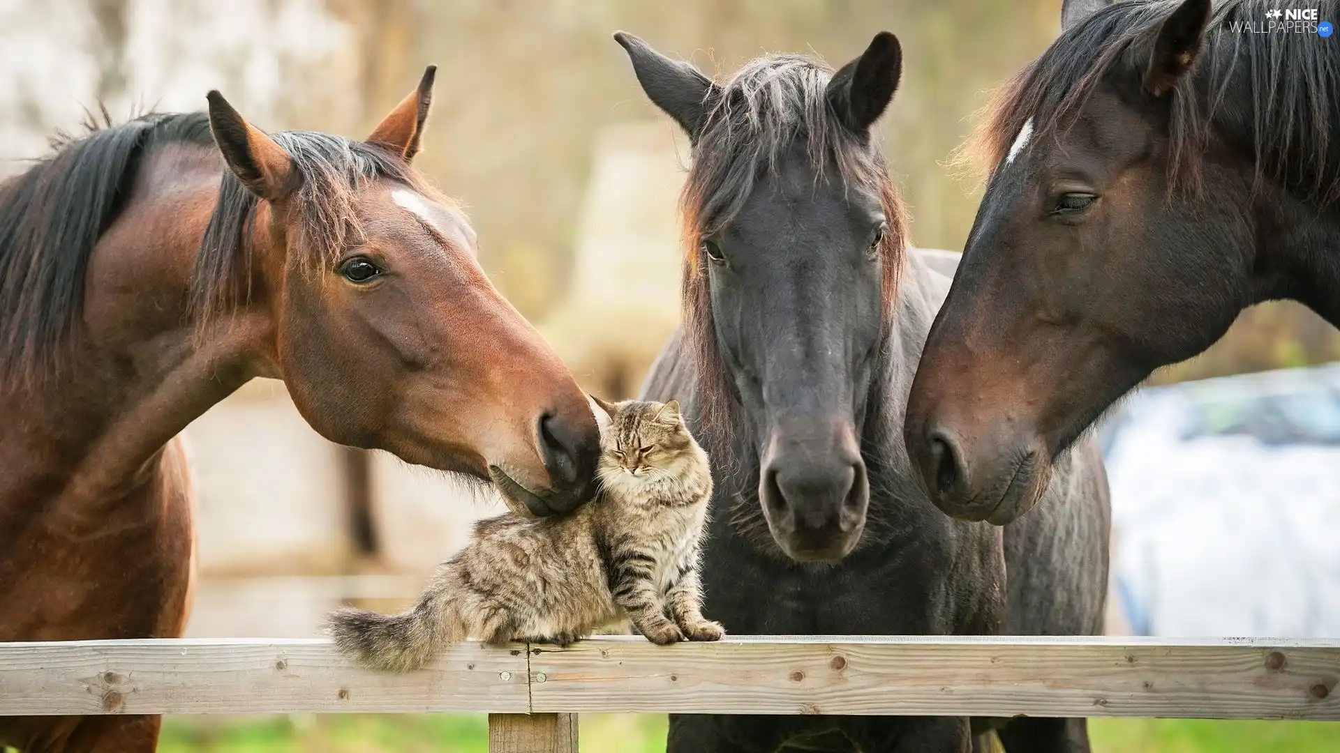 cat, Three, bloodstock
