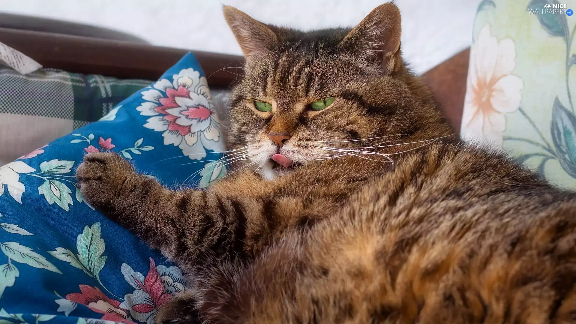 Pillow, White Bed, cat, Tounge, dun