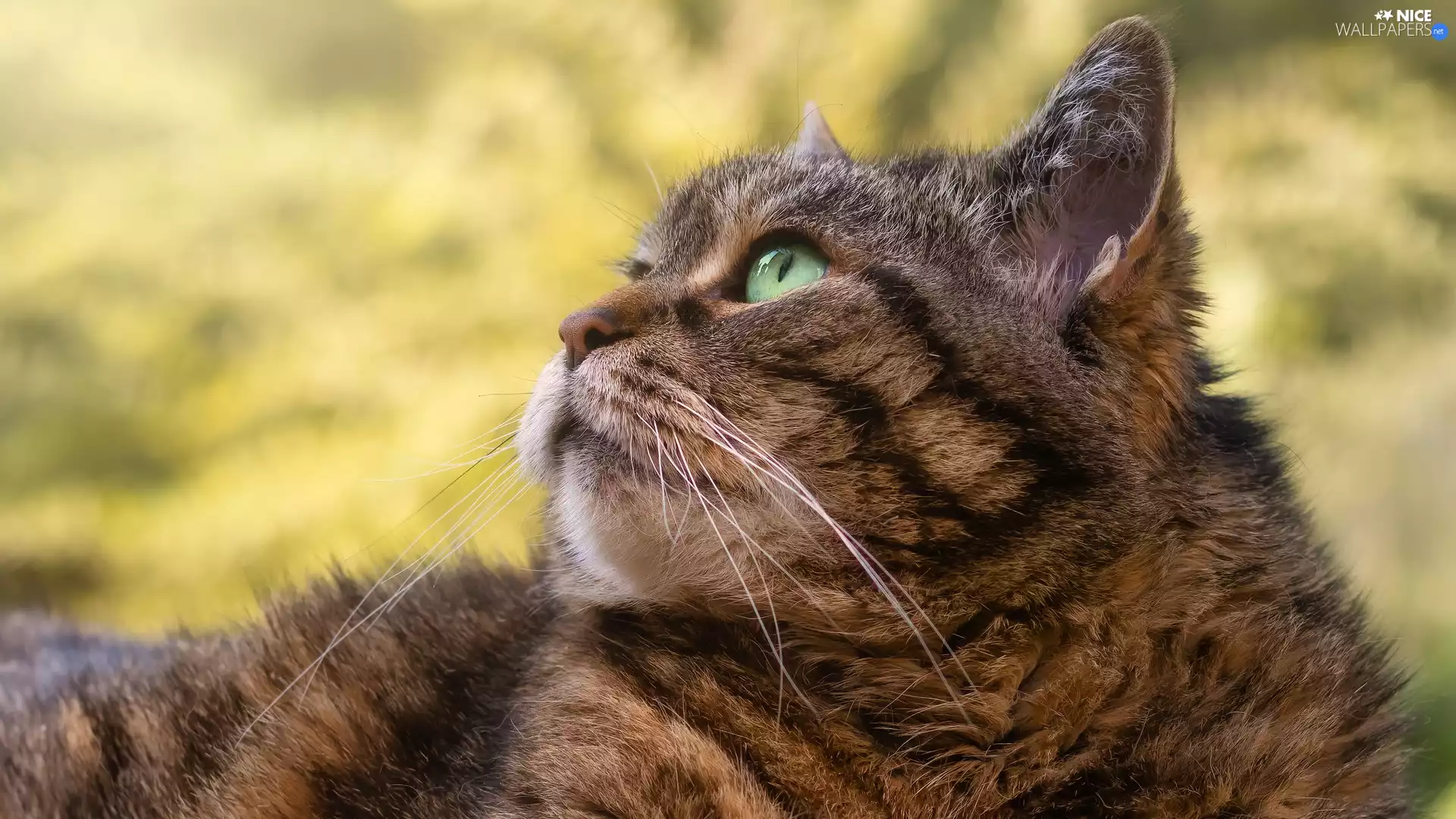 green ones, Eyes, cat, muzzle, dun