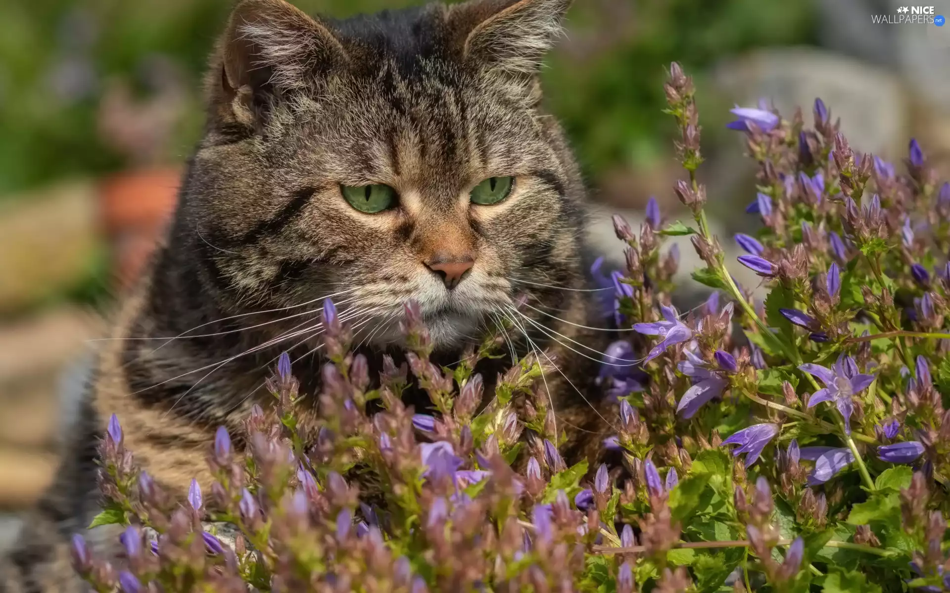 dun, purple, Flowers, cat