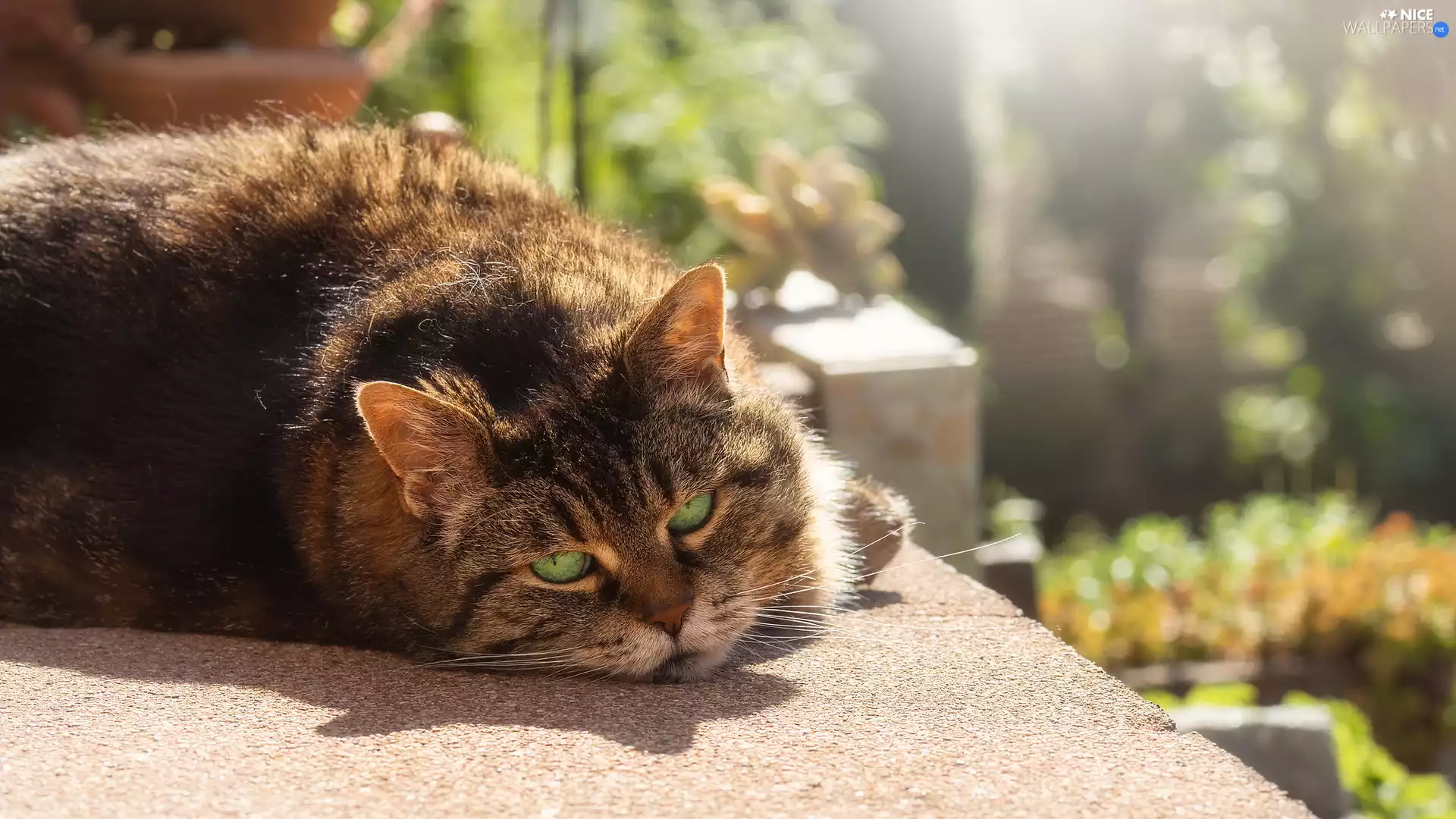 dun, ledge, sun, cat