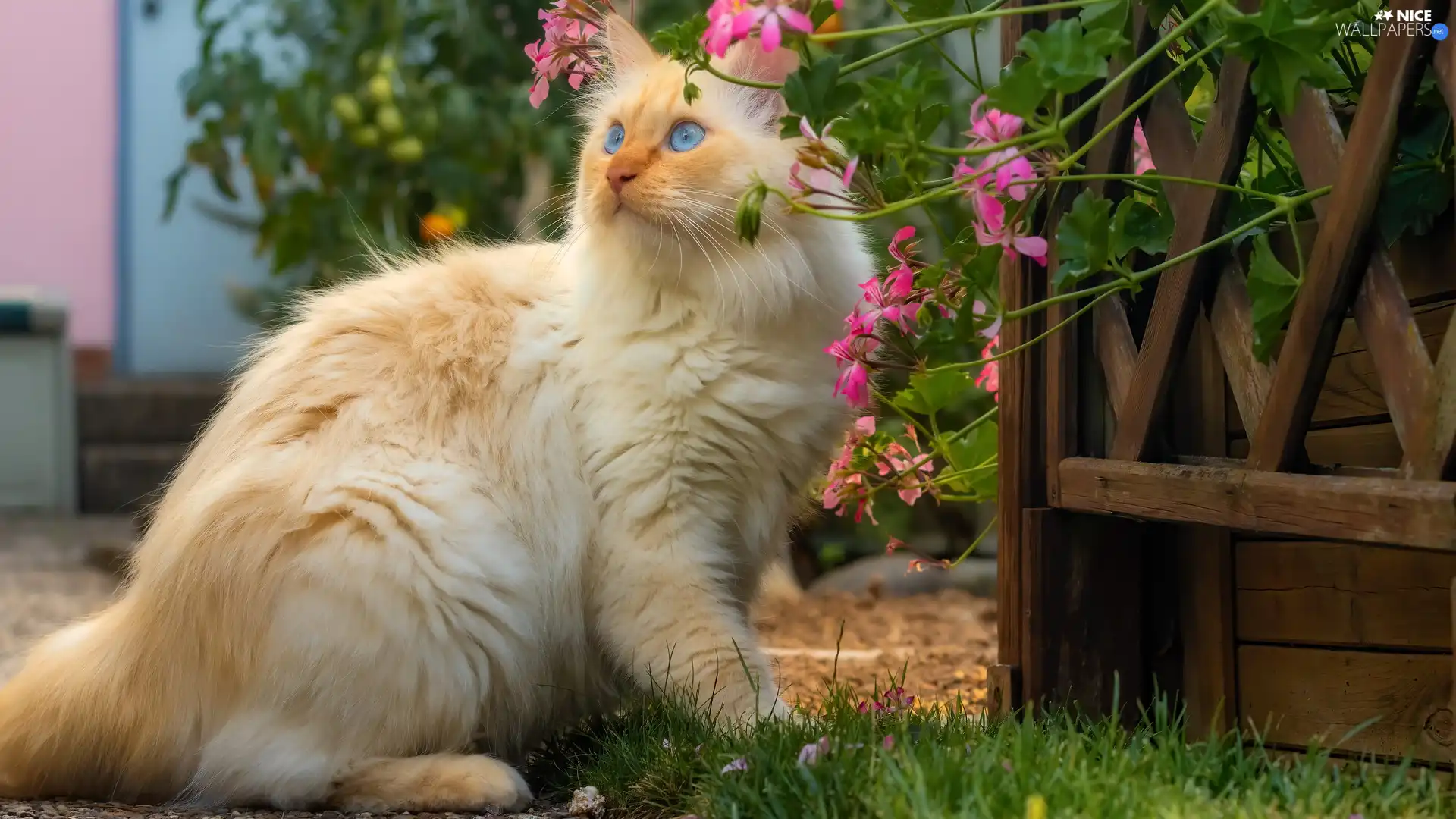 geraniums, Blue Eyed, cat