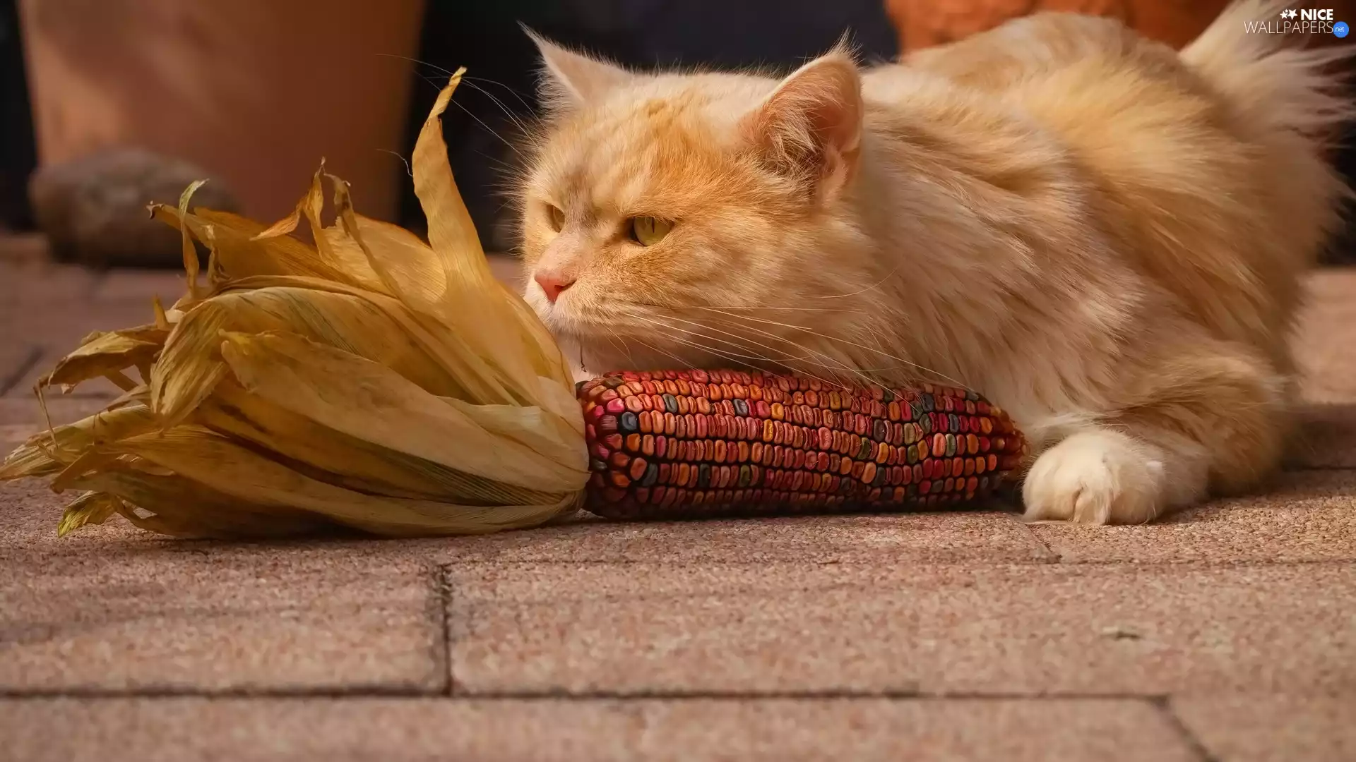 ginger, Pavement, corn, cat