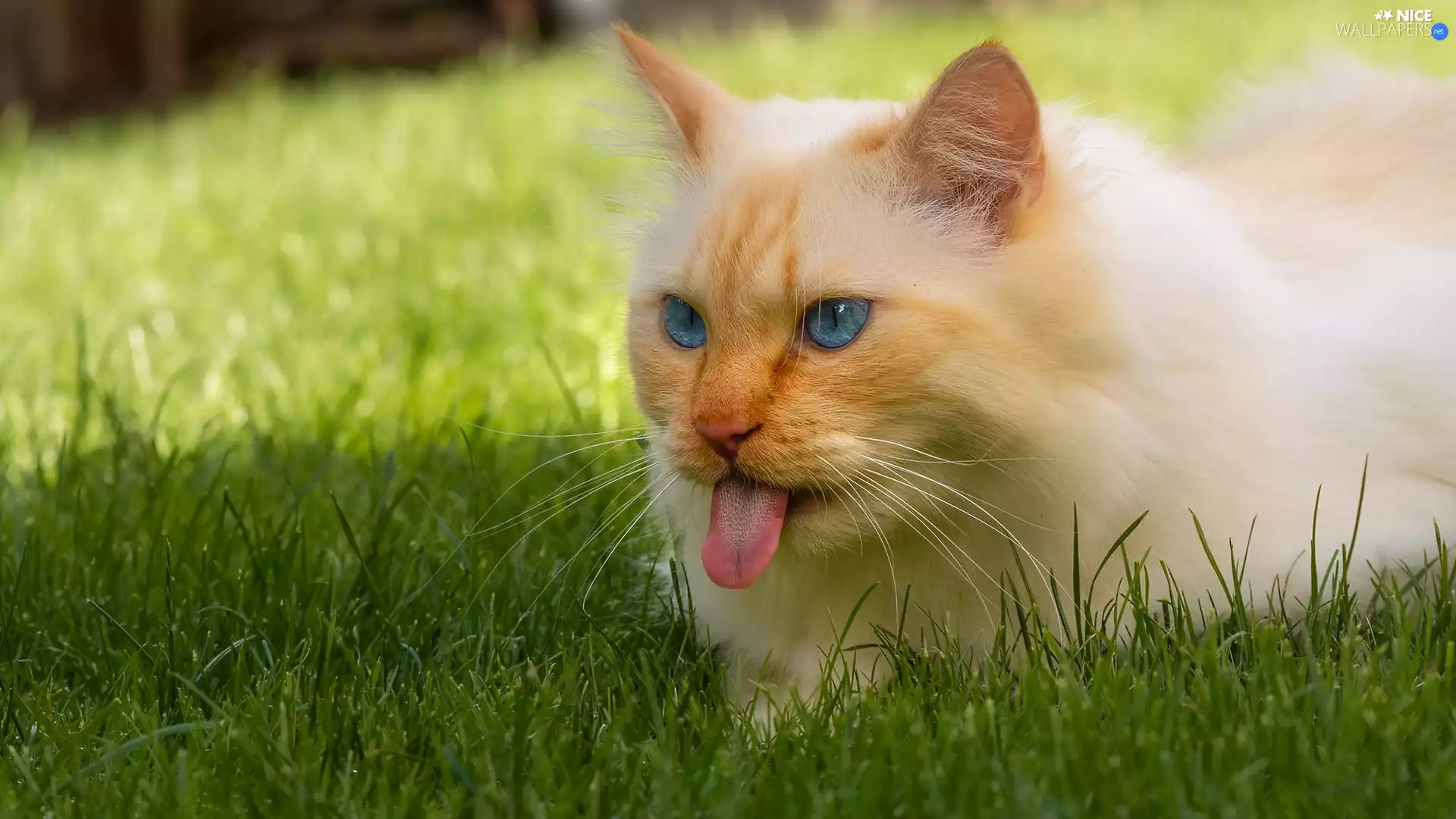 ginger, Tounge, grass, cat