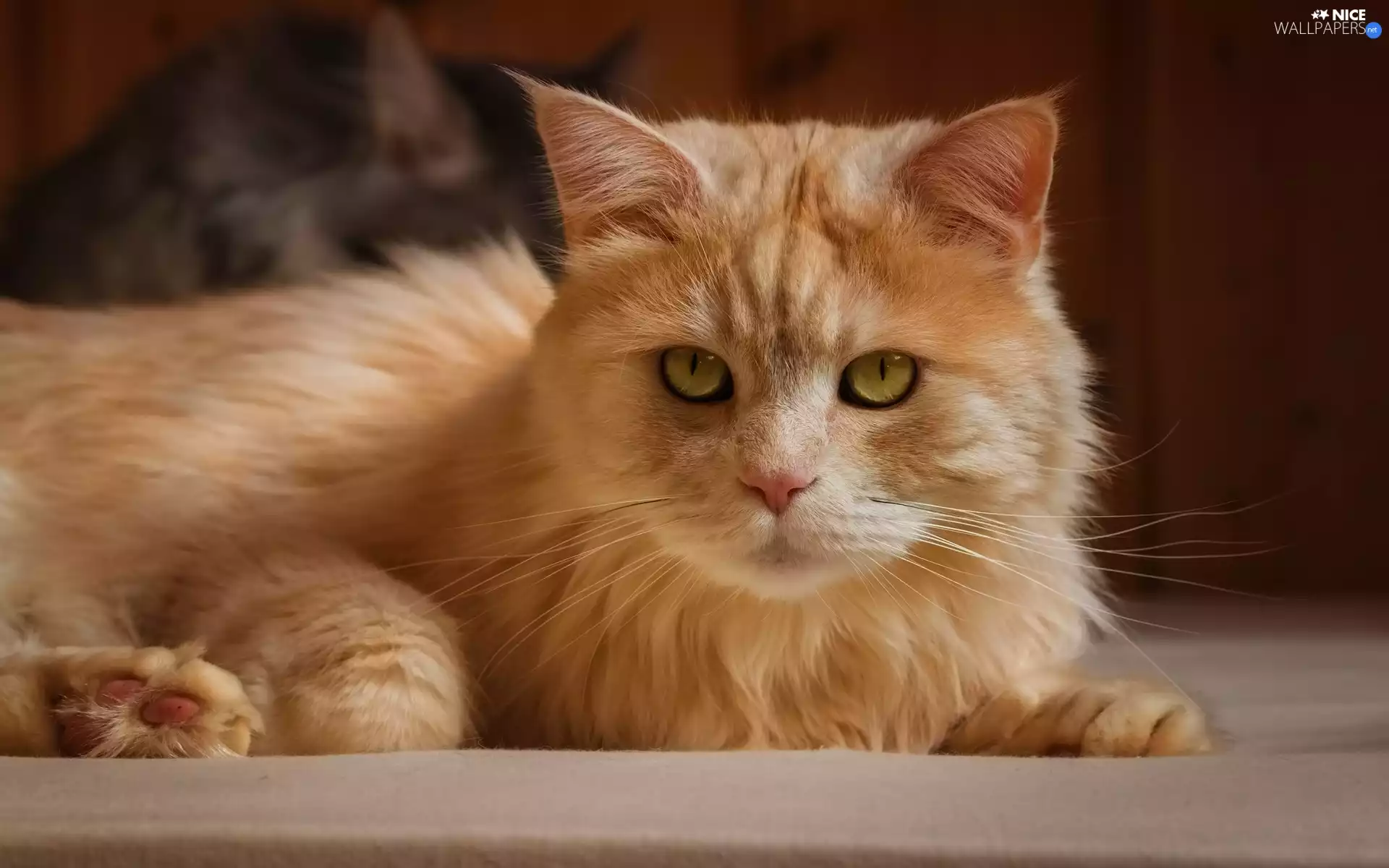 Eyes, The look, cat, Yellow, ginger