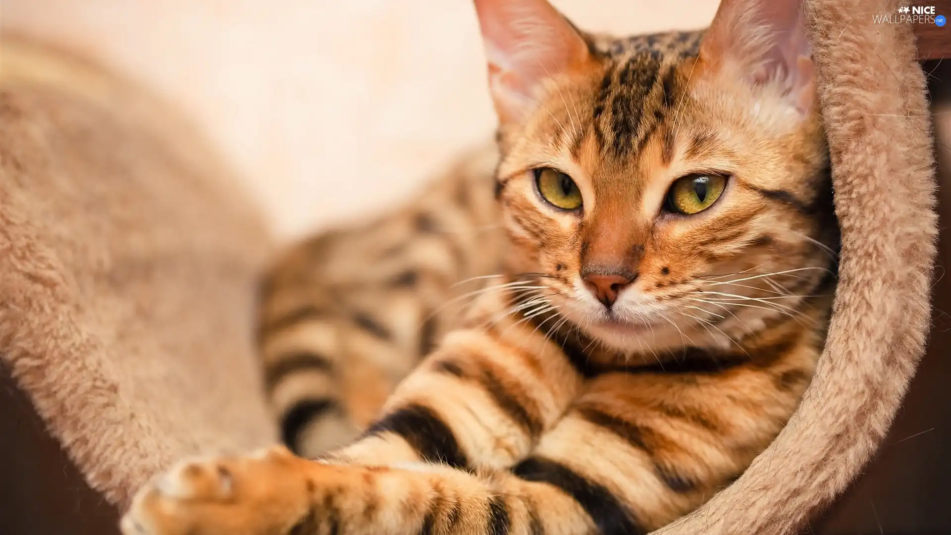 ginger, cat