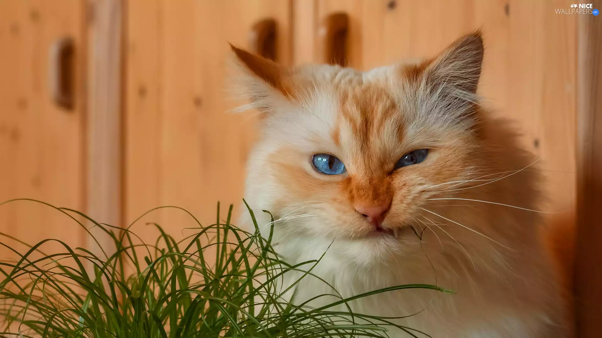 grass, Blue Eyed, cat
