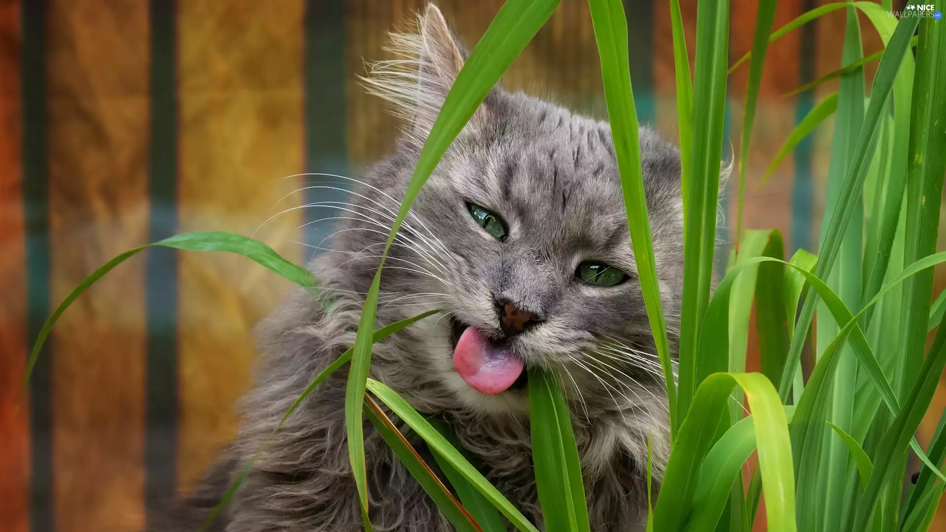 Gray, Green, grass, cat