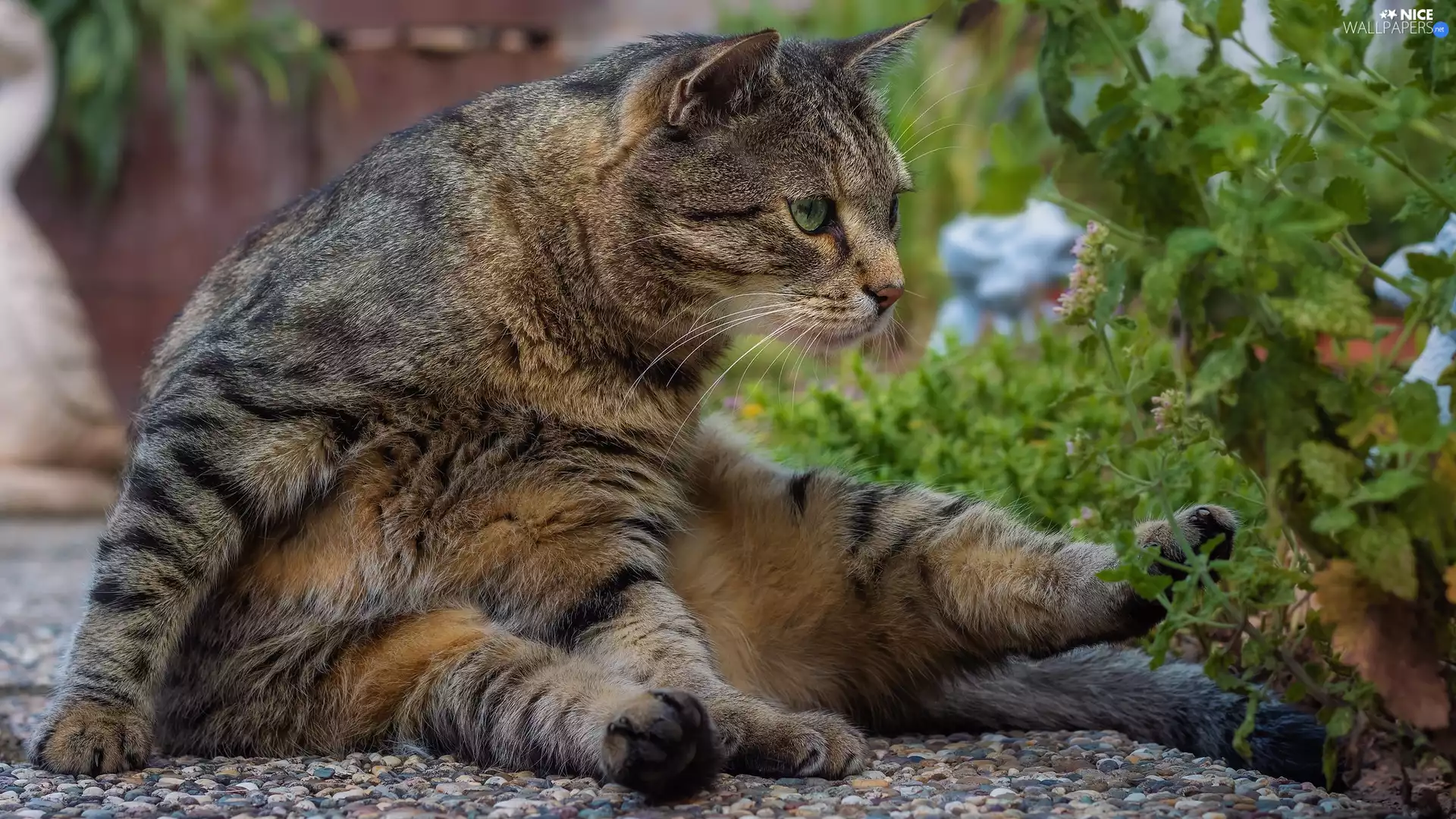 Grey, Garden, Plants, cat