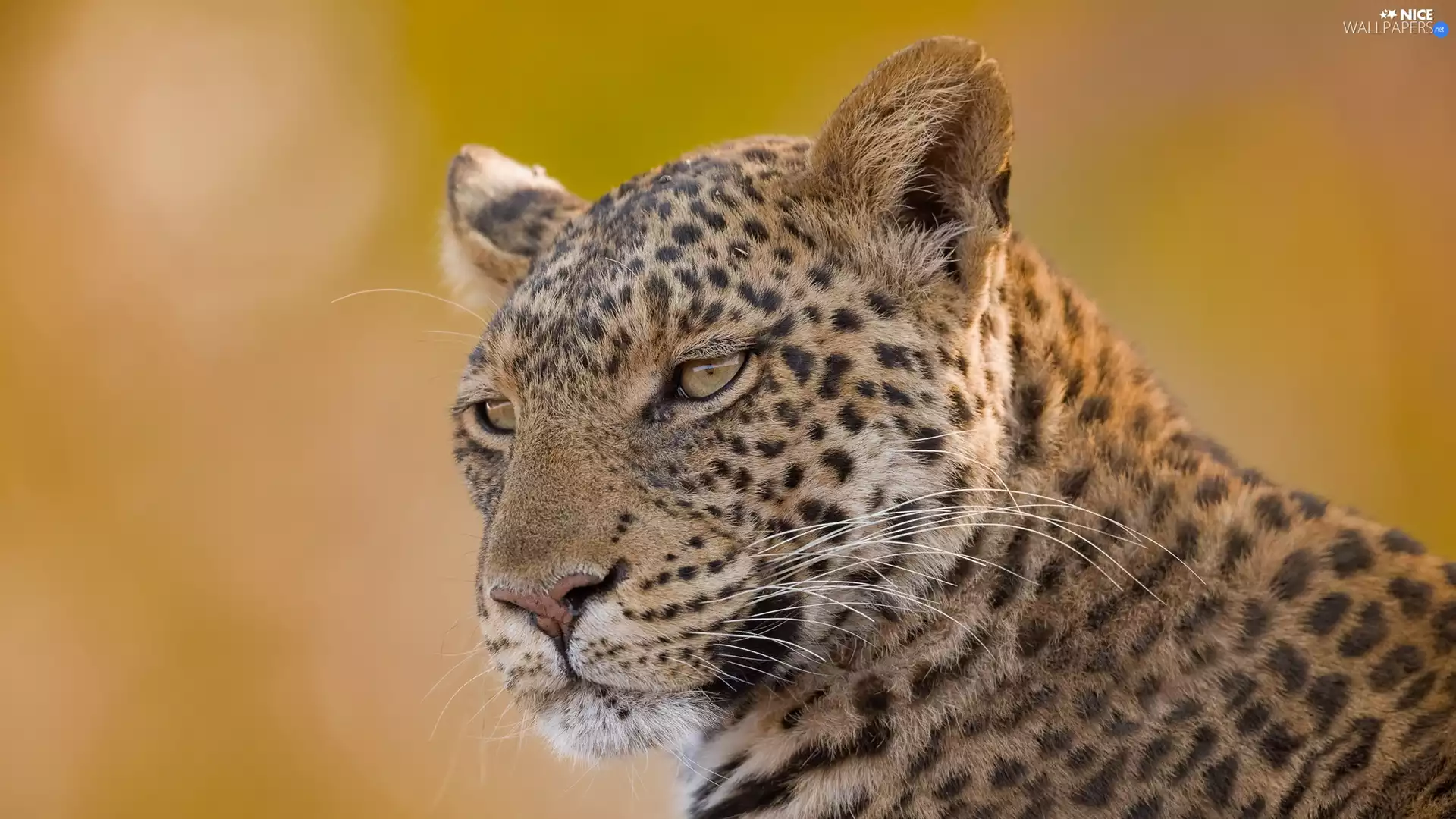 Head, Leopards, Tiger-cat