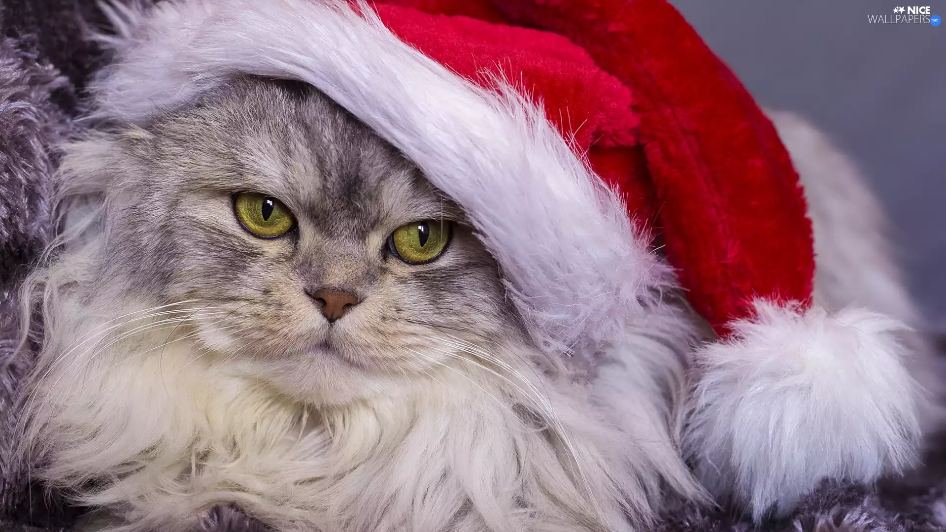 Longhaired, Hat, Nicholas, cat