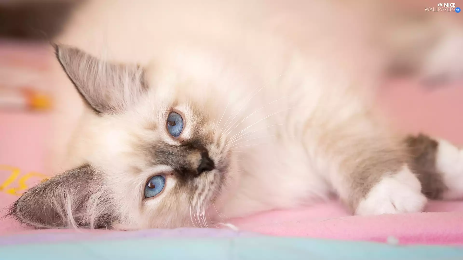 lying, Blue, Eyes, cat