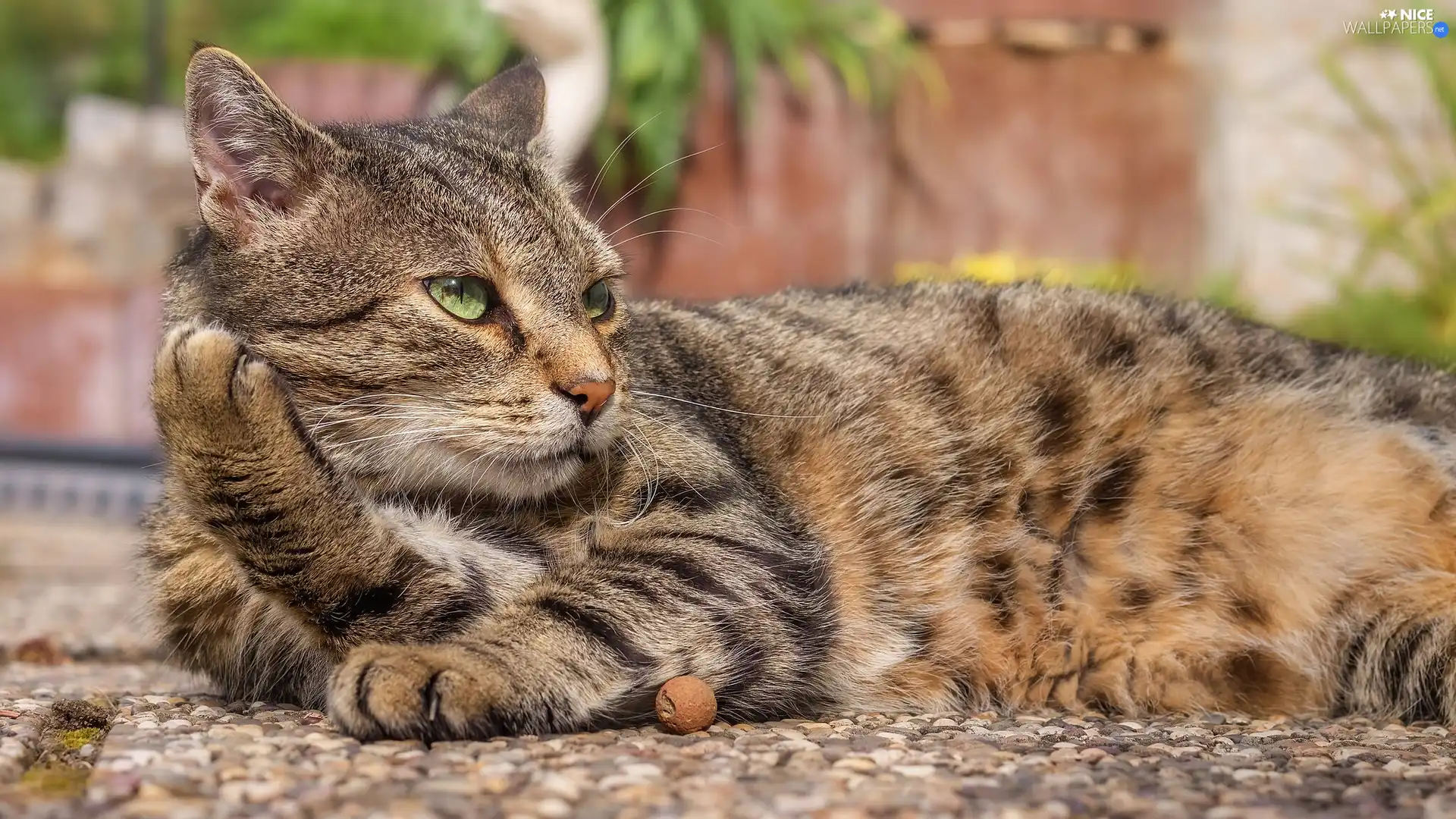 green ones, Eyes, cat, dun, lying