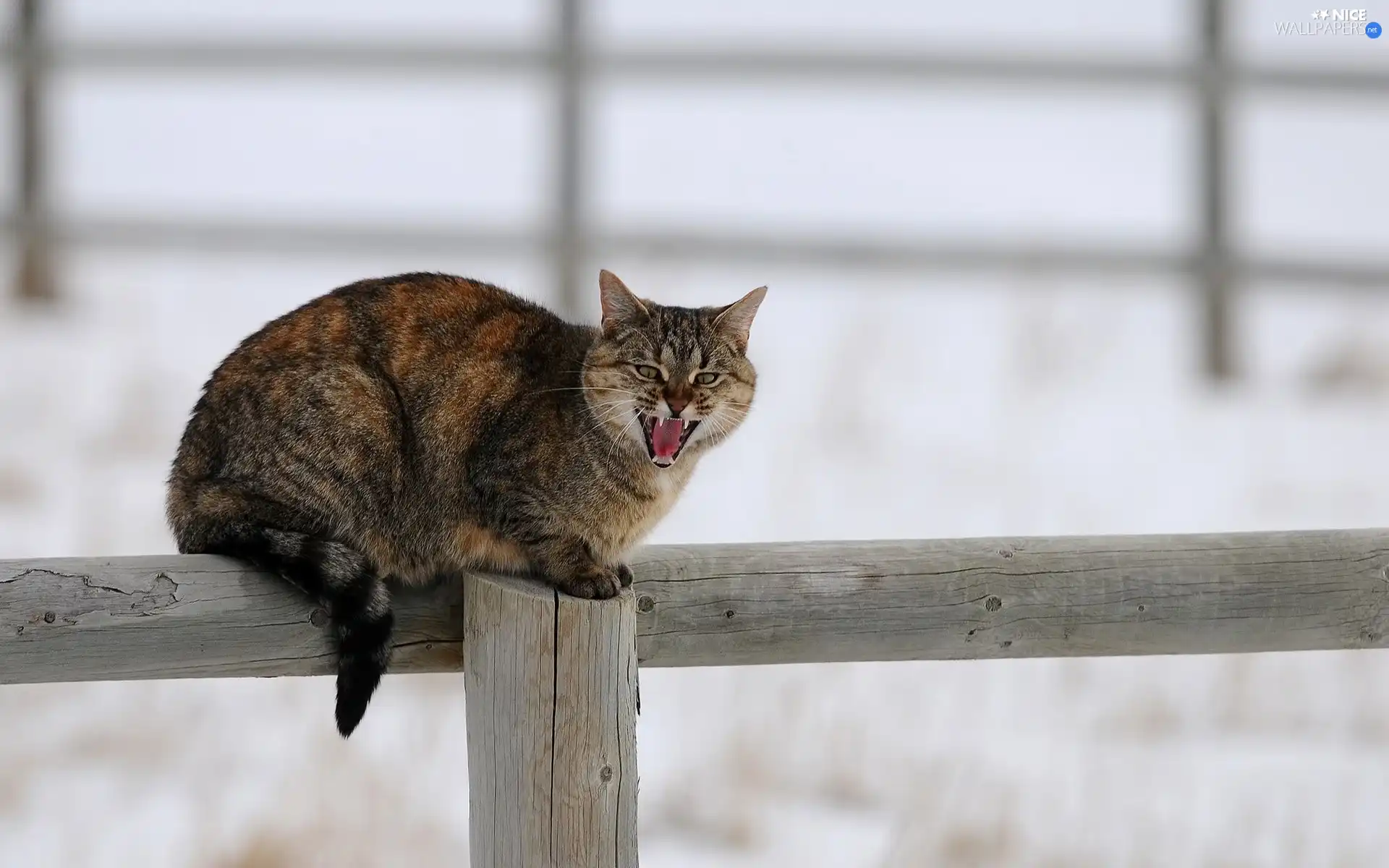 mewing, cat