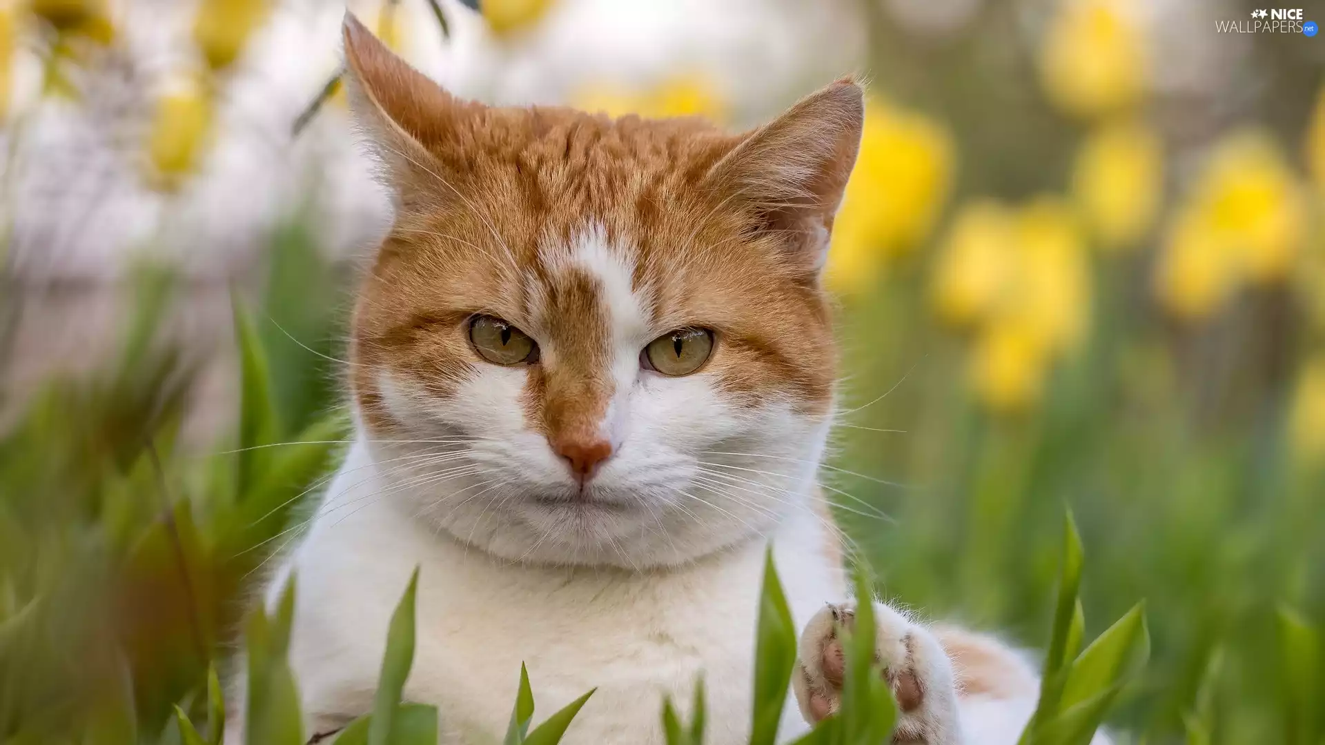 muzzle, Red-white, cat