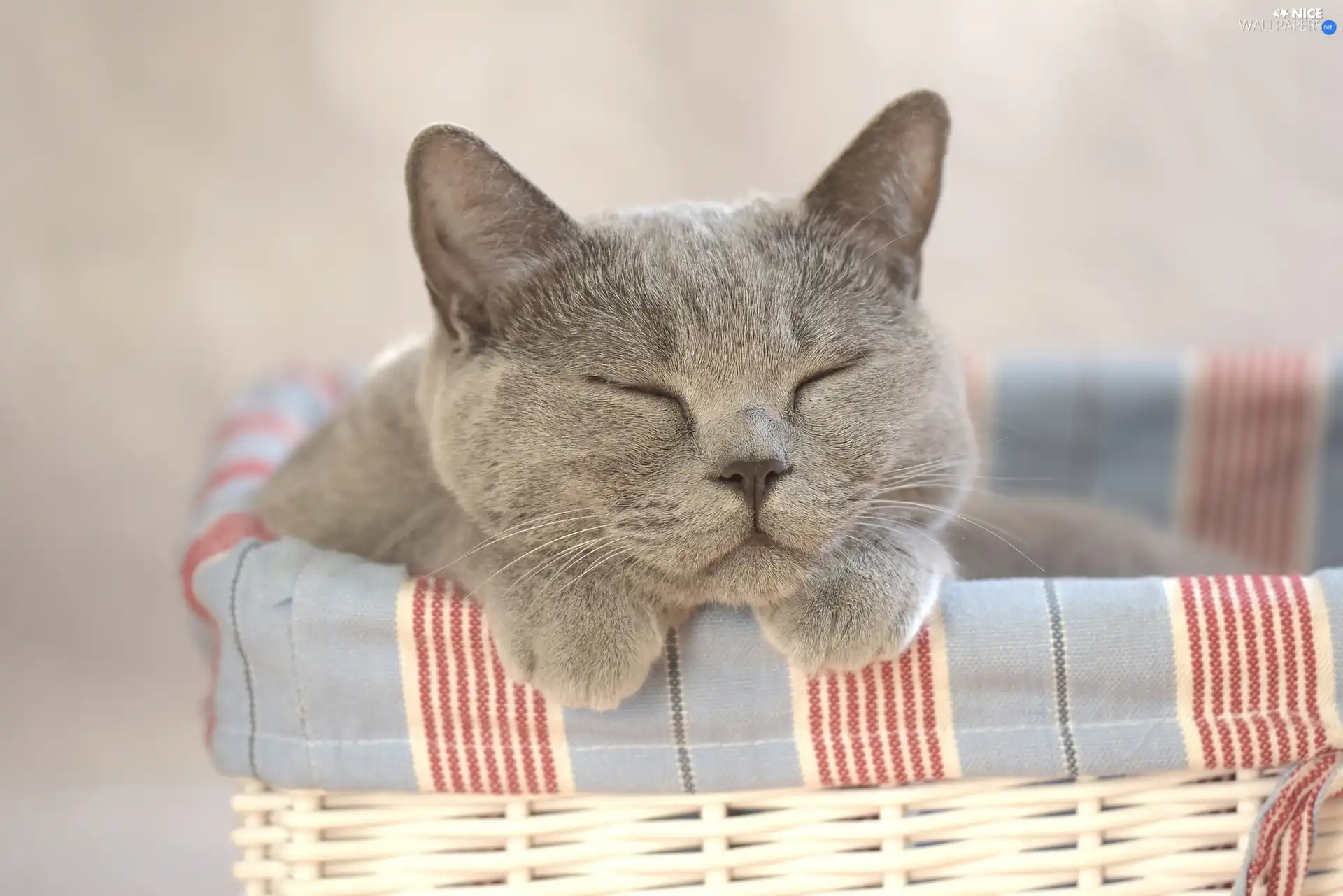 sleepy, wicker, basket, cat