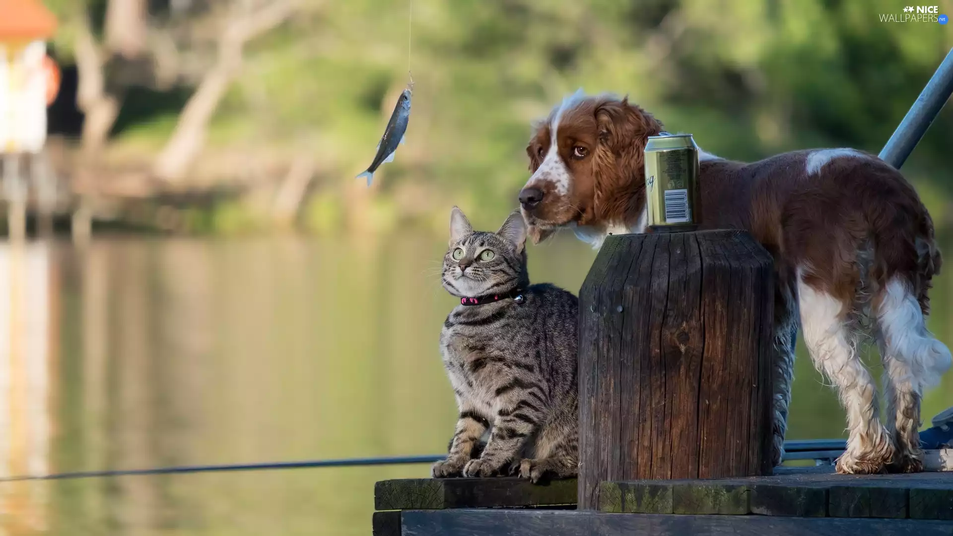 Fish, English Spaniel Can, footbridge, fishing rod, cat