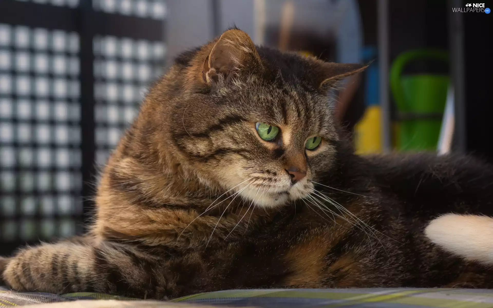 lying, cat, The look, dun