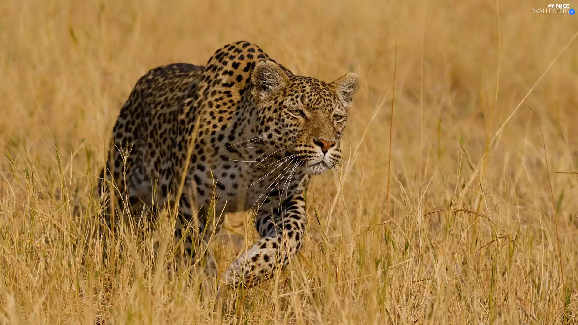wild, Leopards, grass, cat