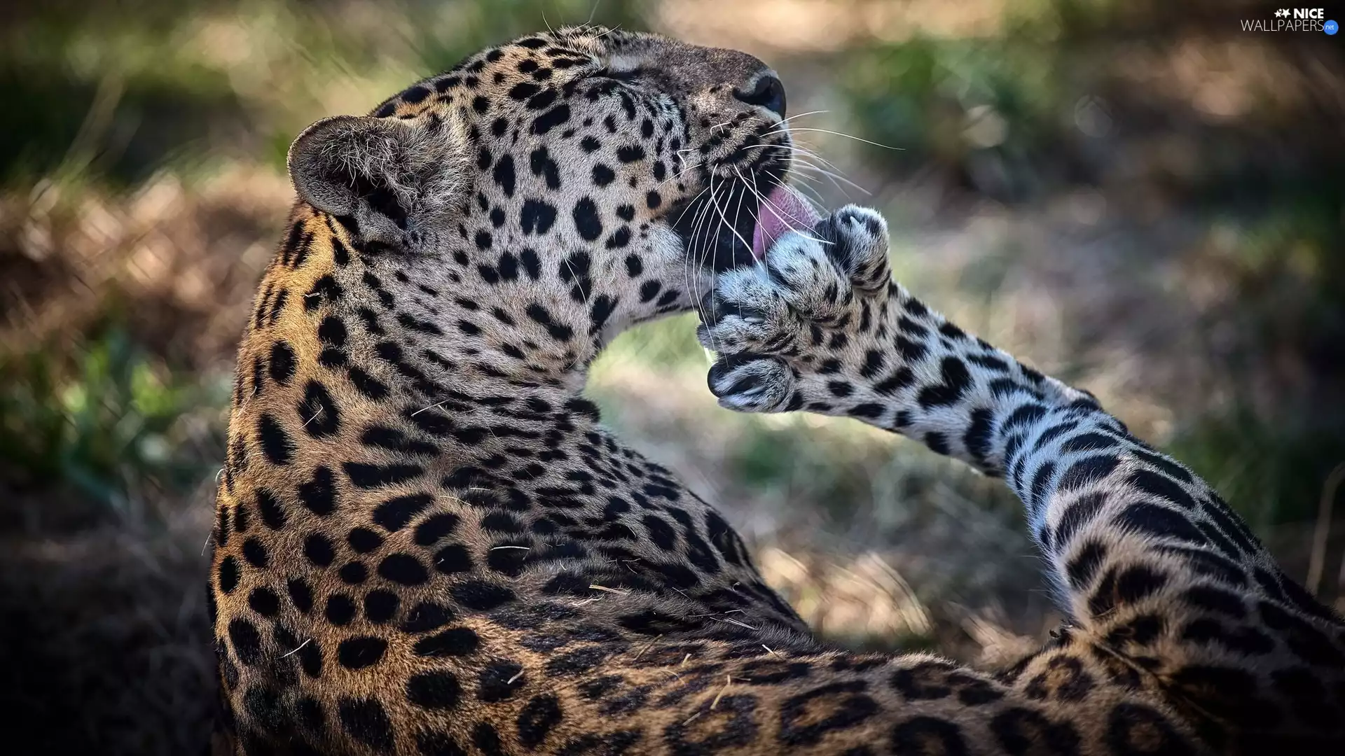 wild, Leopards, hygiene, cat