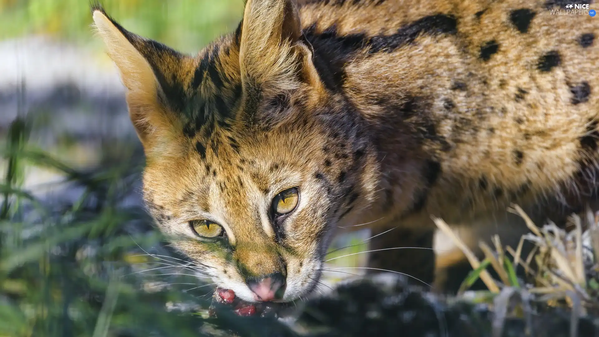 wild, Serval, rapprochement, cat