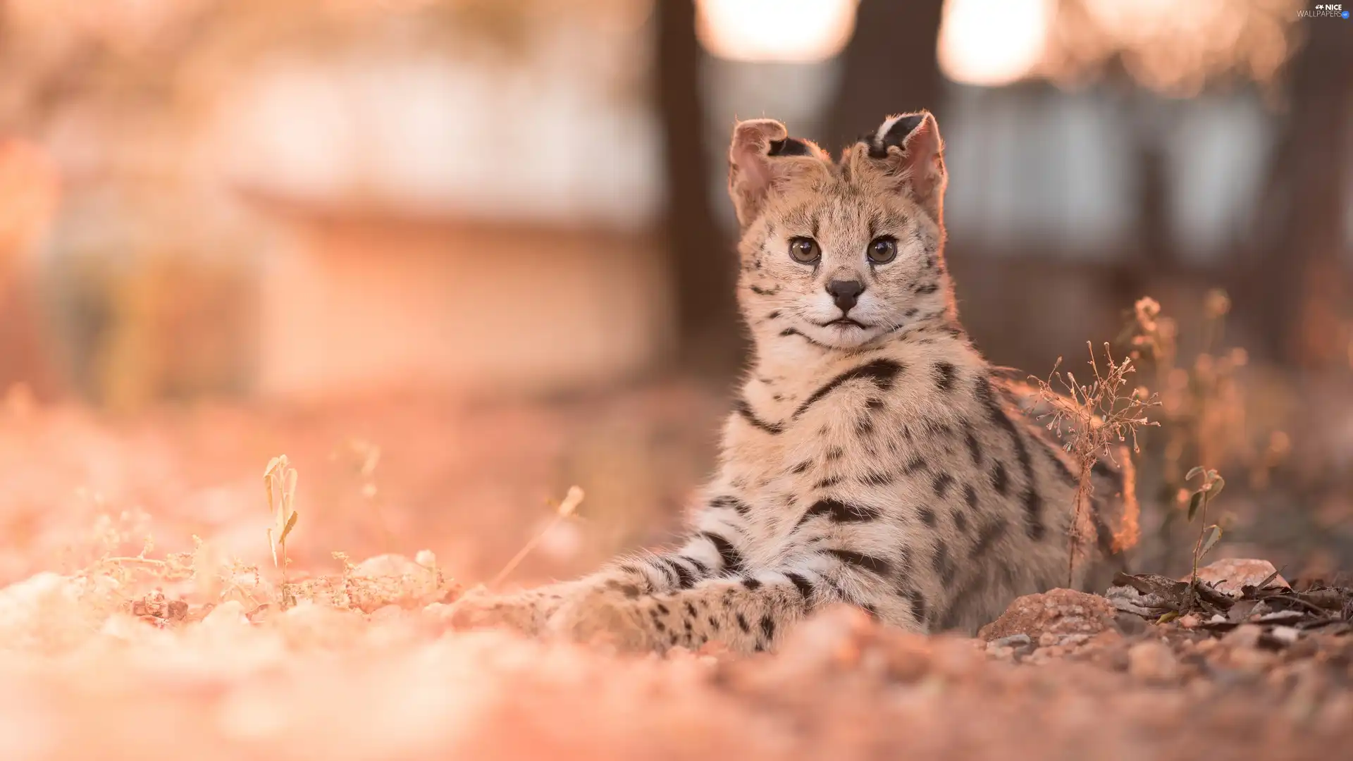 wild, lying, Serval, cat