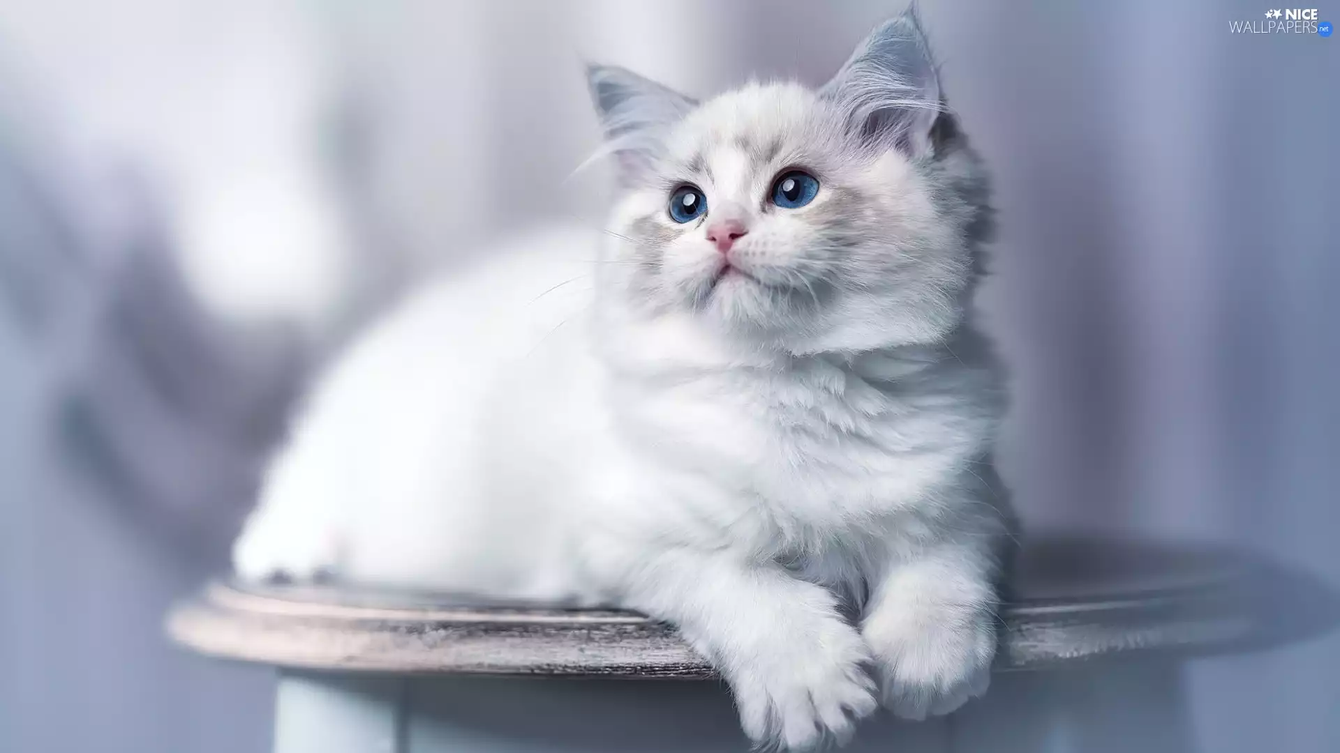 white and gray, cat, Ragdoll, young