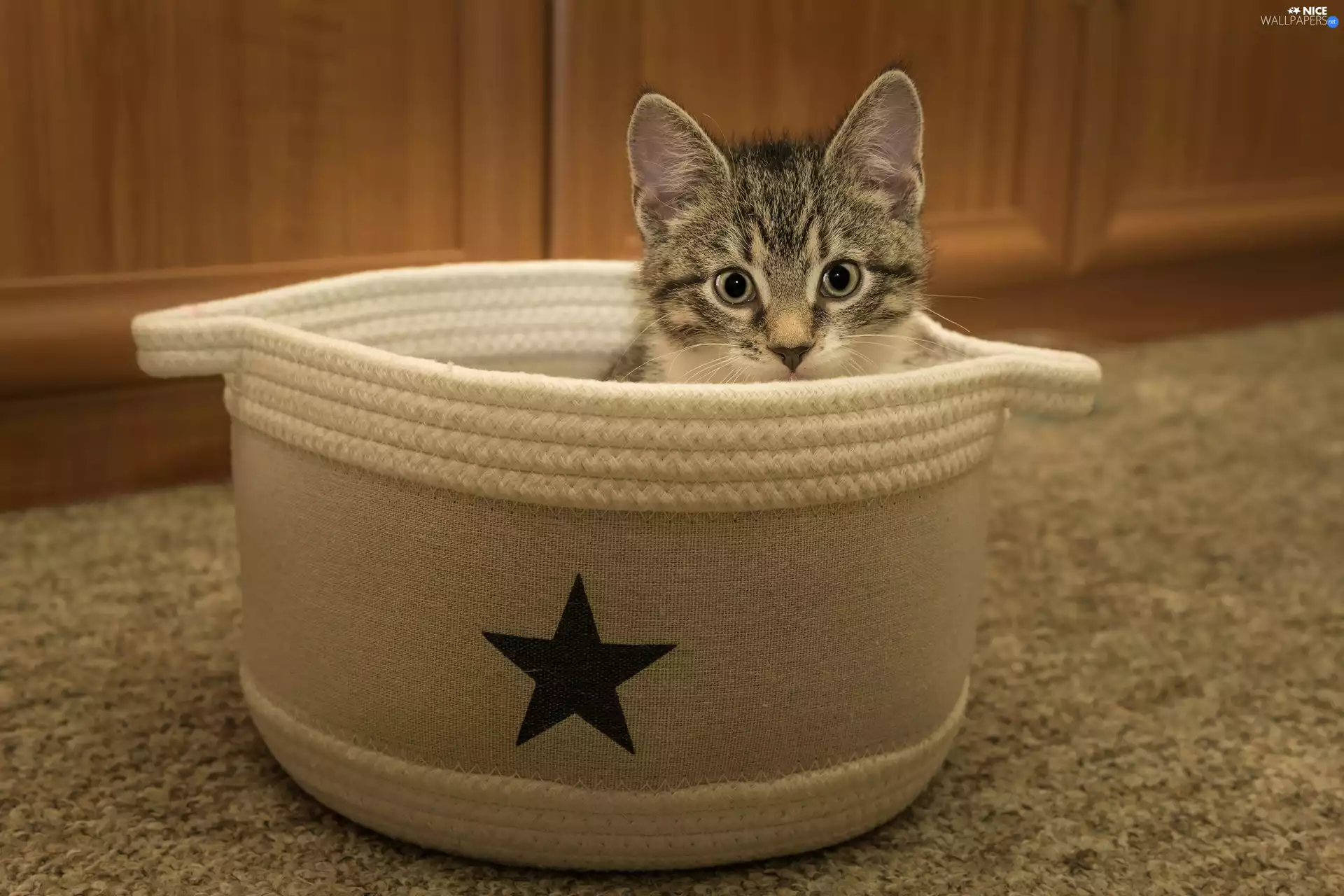 young, kitten, haunt, cat