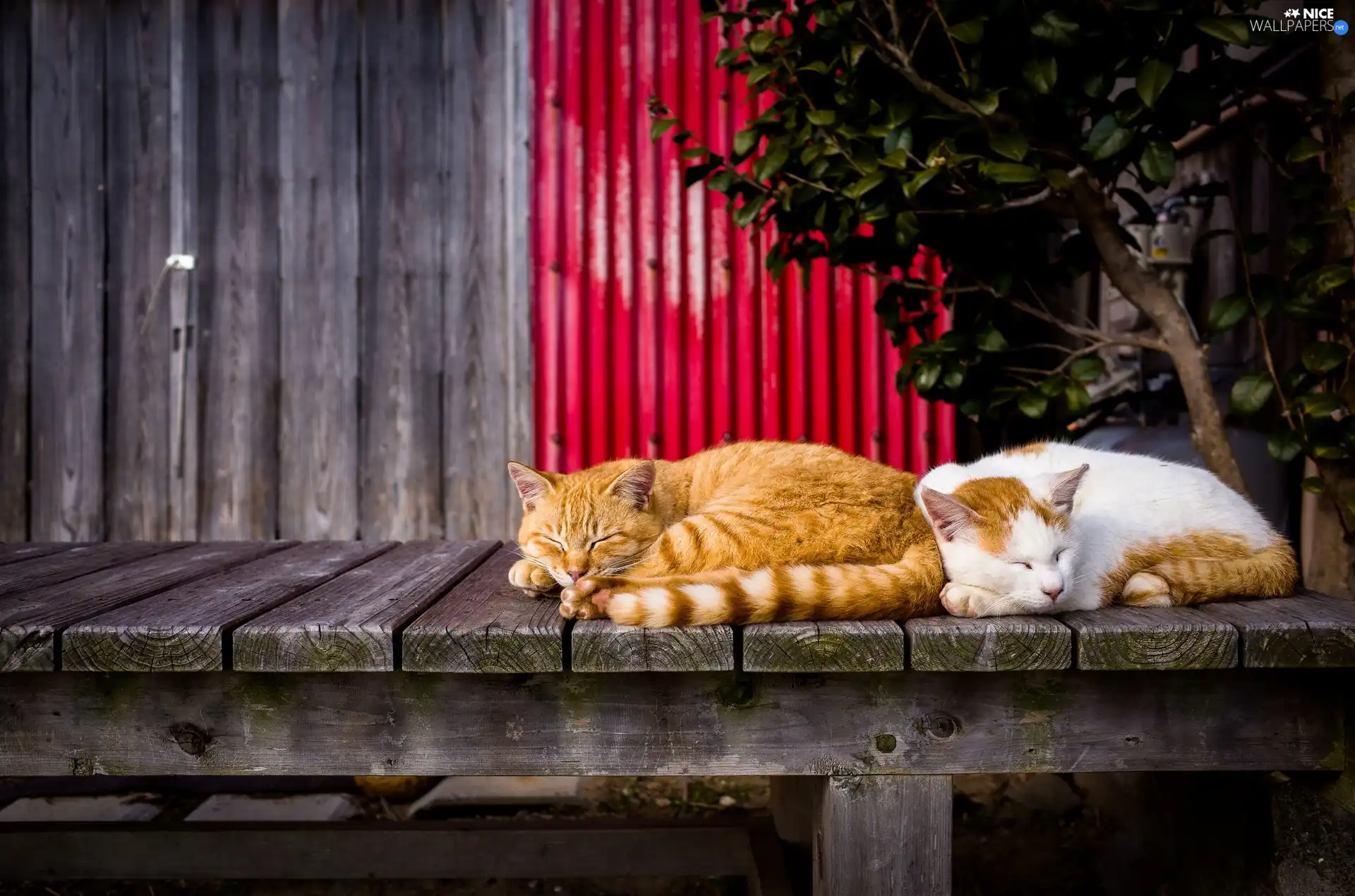 cats, lying, Red-white, Sleeping, Two cars, ginger, boarding