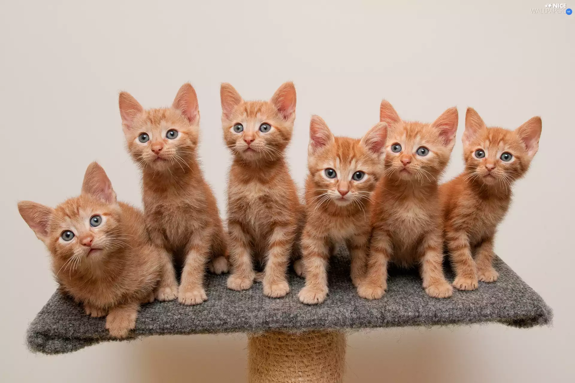 cats, six, Redheads