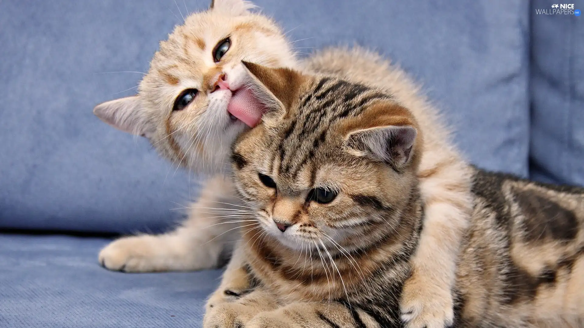 Tounge, Two cars, cats