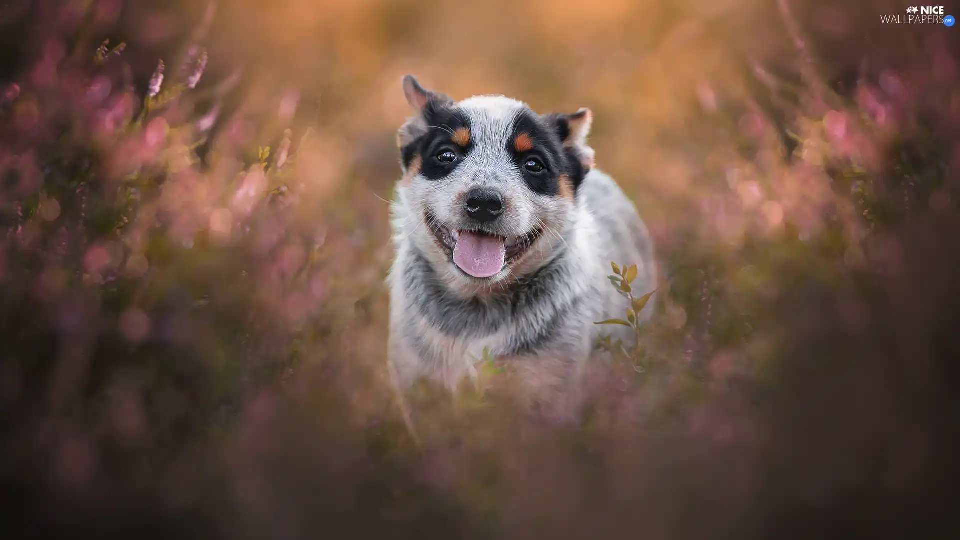 Australian cattle dog, dog, Puppy