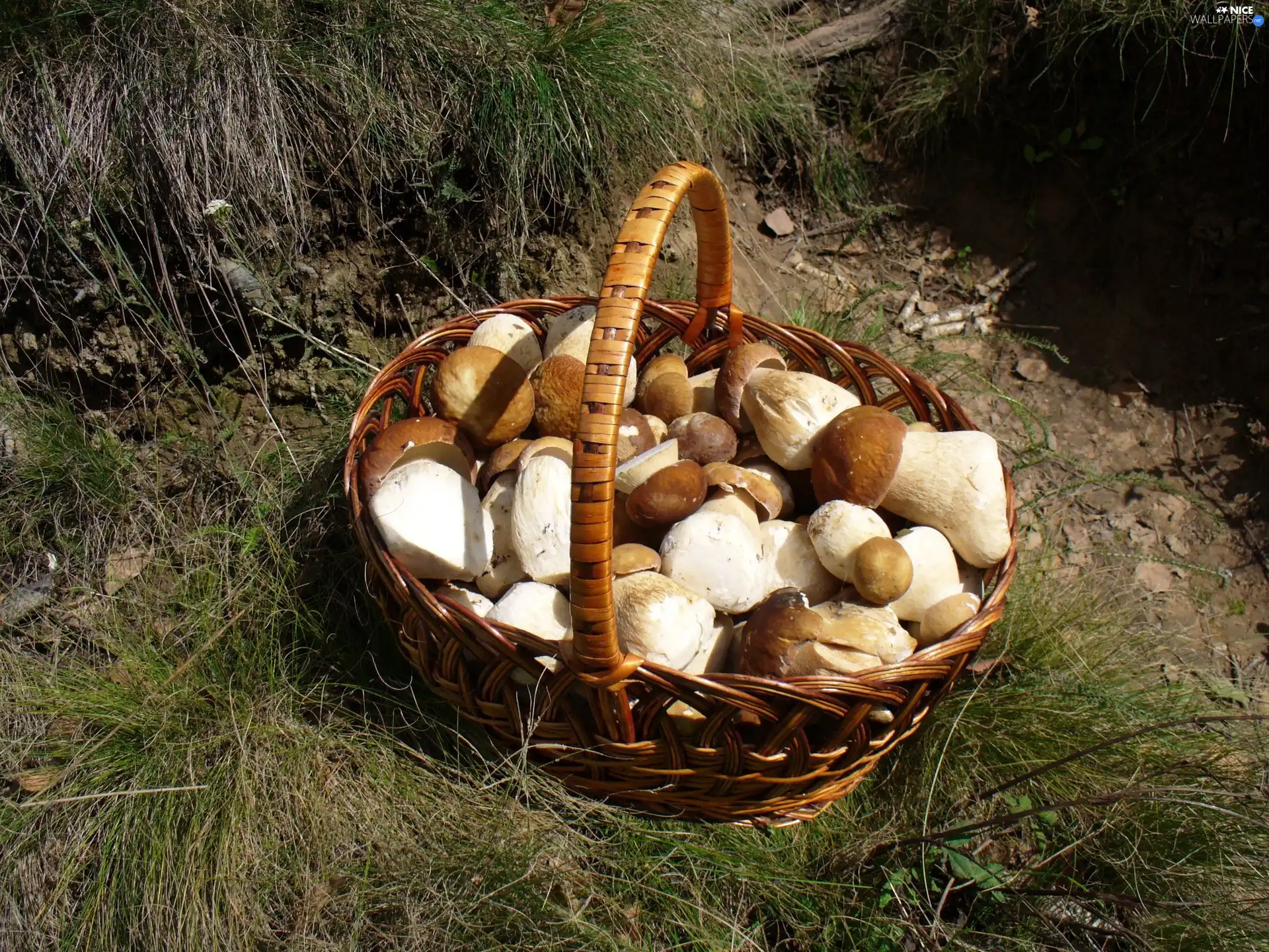 basket, ceps