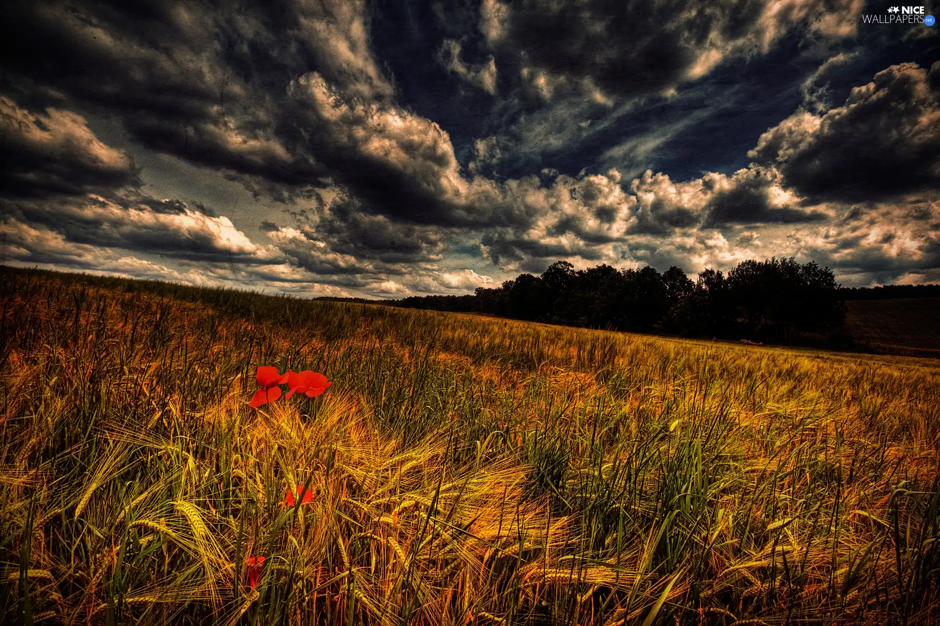 clouds, Ears, cereals, grass