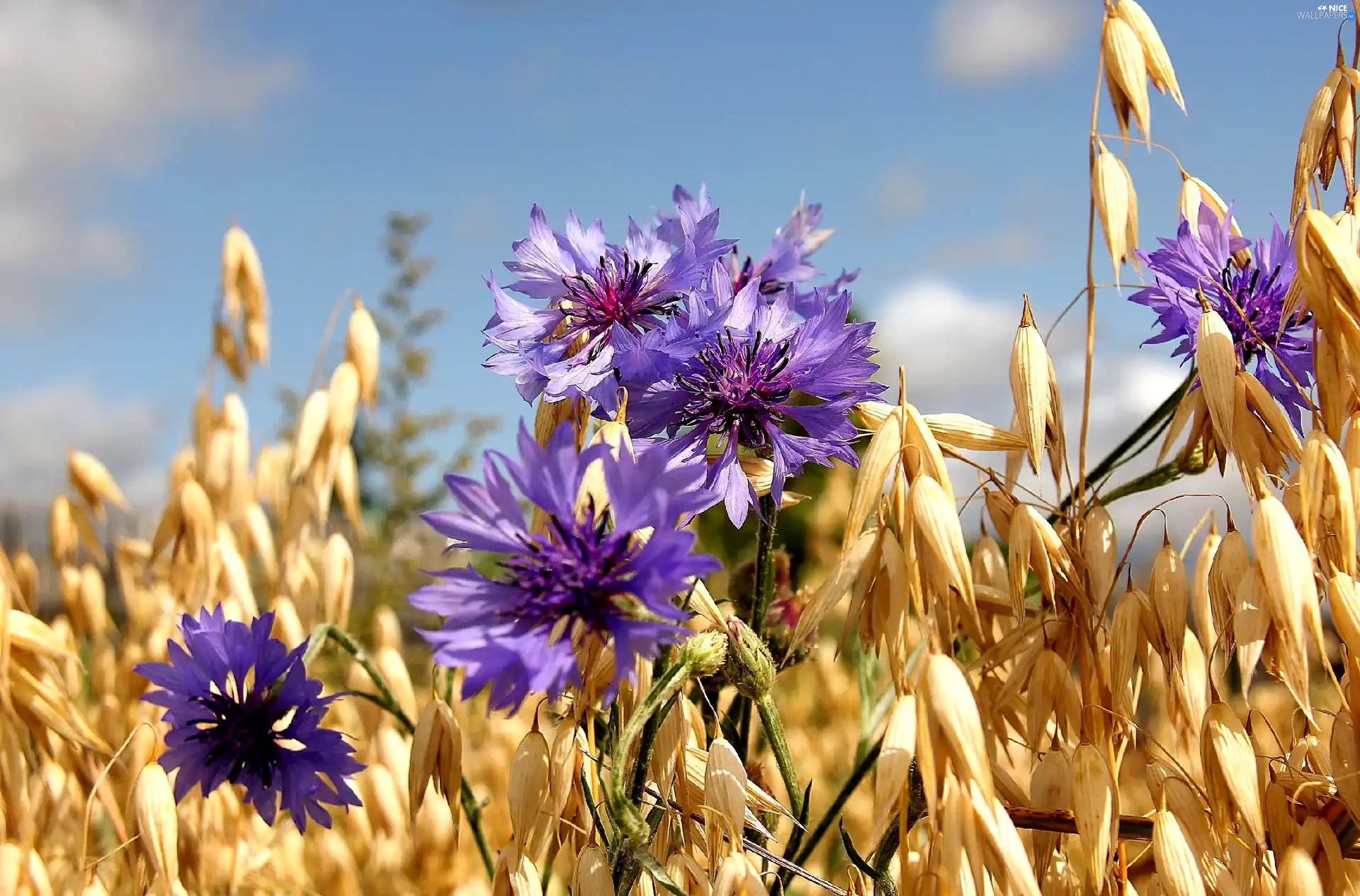 cereals, cornflowers, Ears
