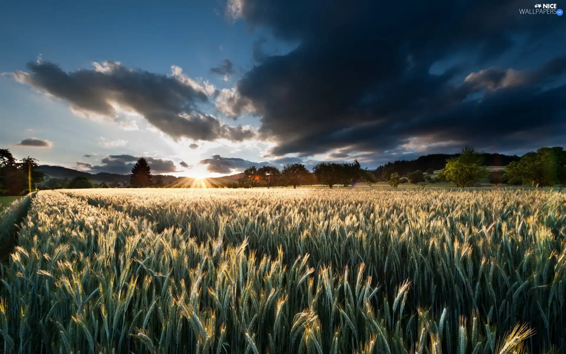 cereals, clouds, field