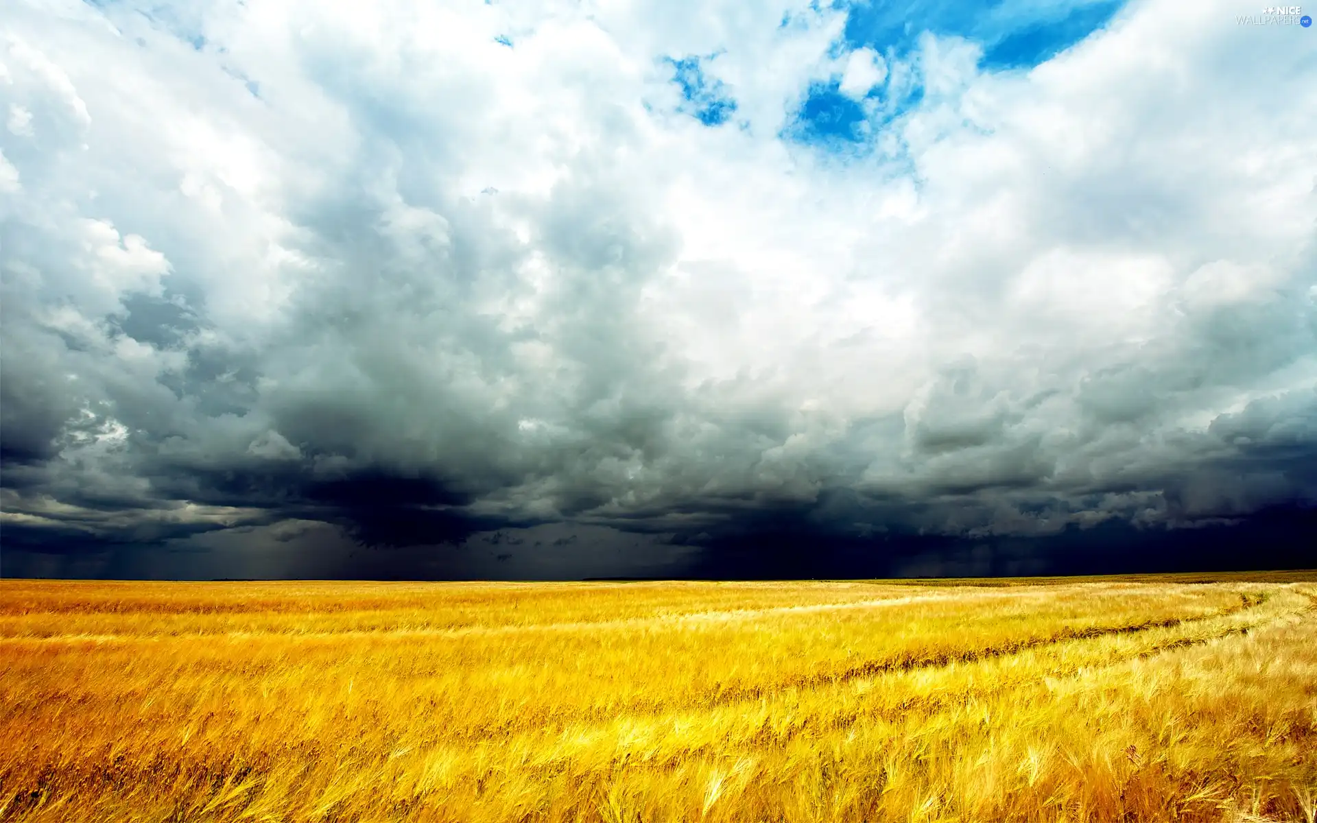 cereals, clouds, field