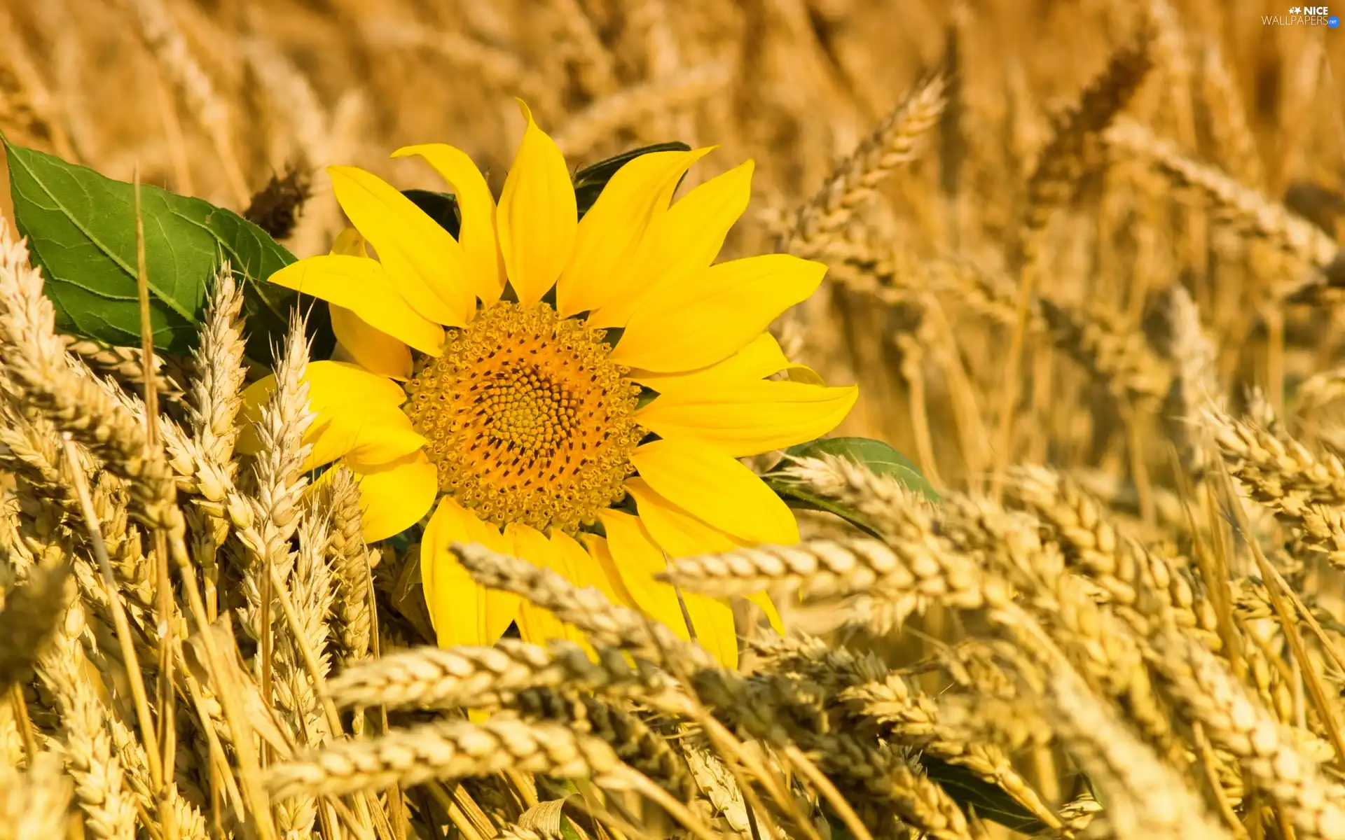 Sunflower, cereals