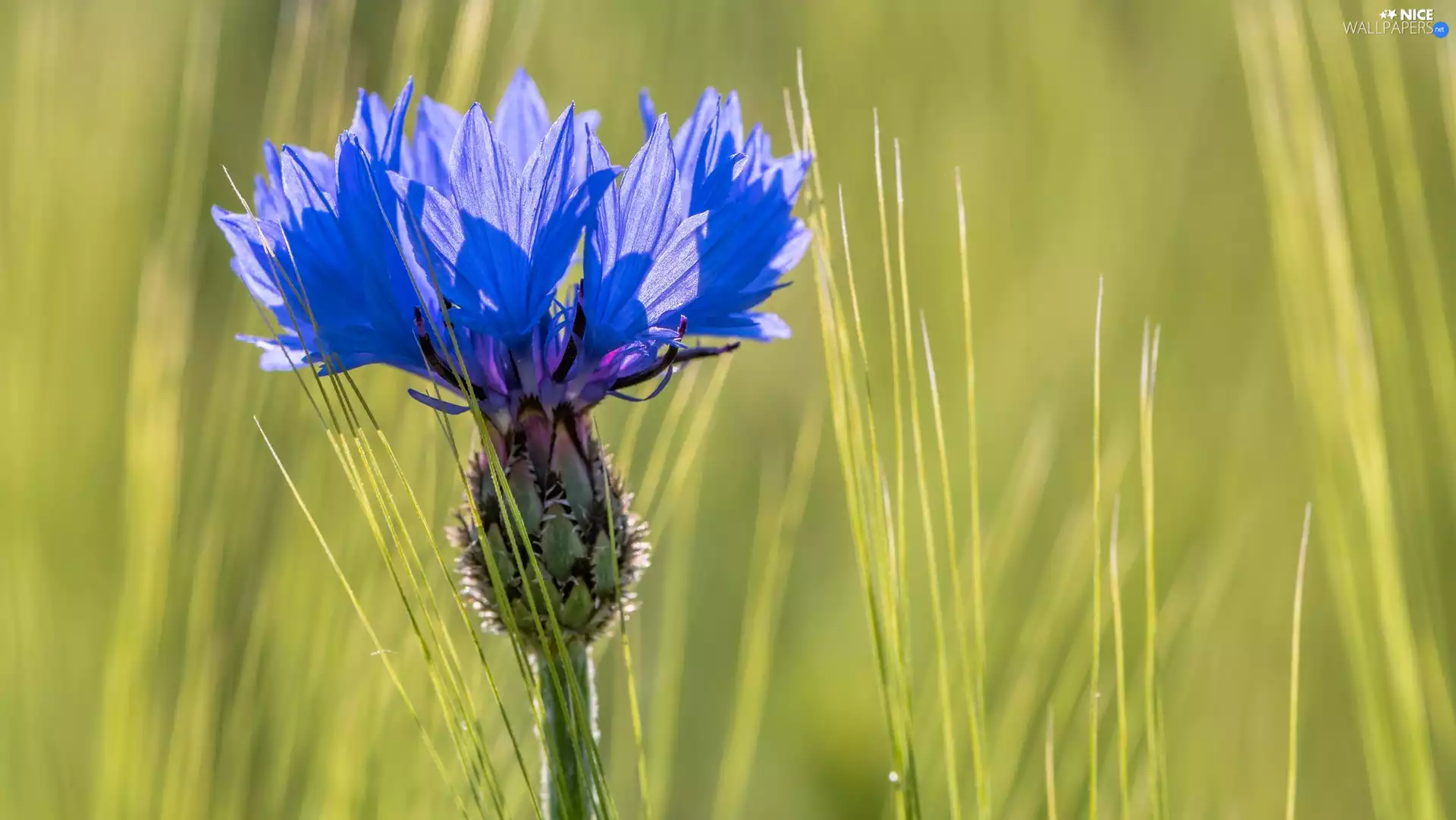 rapprochement, Colourfull Flowers, Chaber