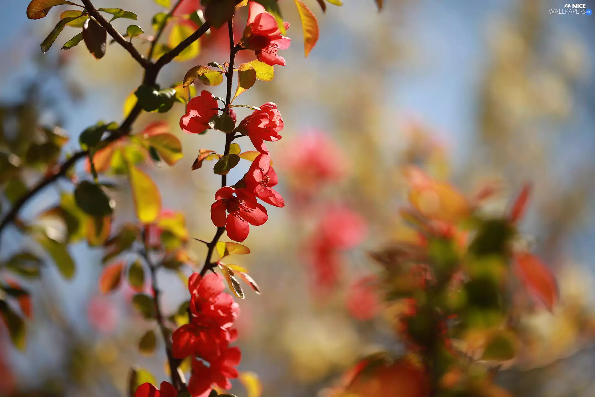 twig, Red, Flowers, Chaenomeles