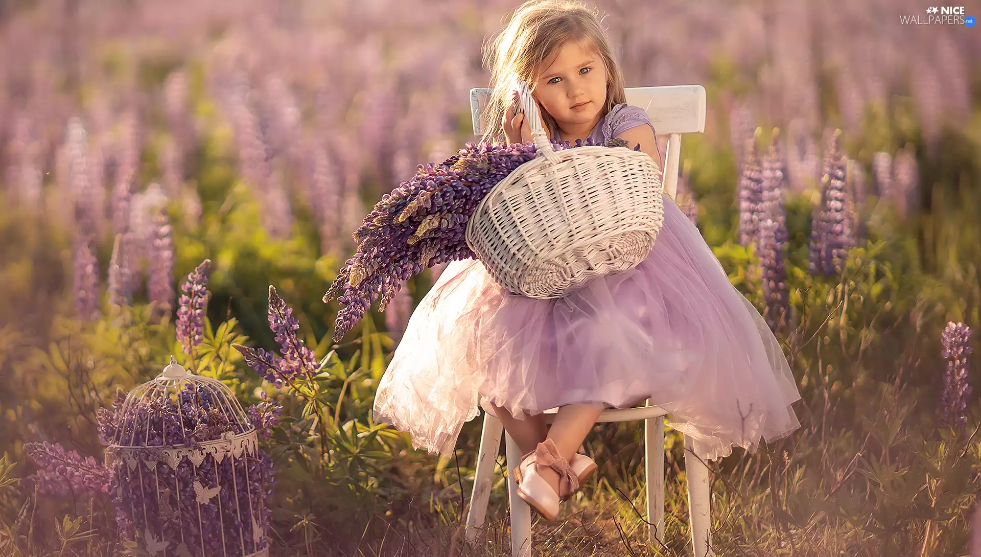 basket, Kids, lupine, Chair, Flowers, girl