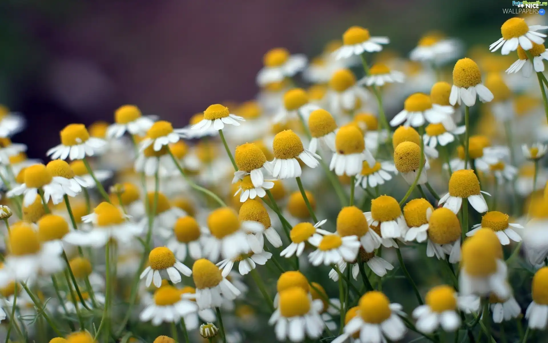 Chamomile Common, Meadow